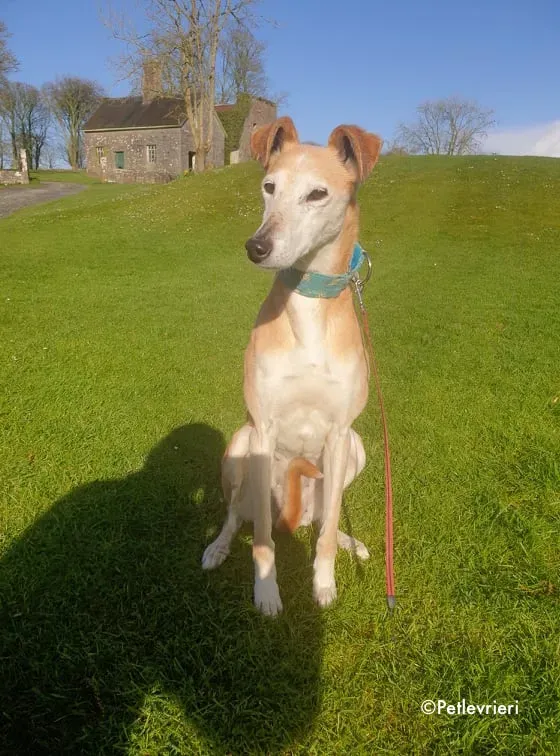 emma adozione levrieri greyhound 11