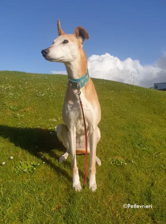 emma adozione levrieri greyhound 12
