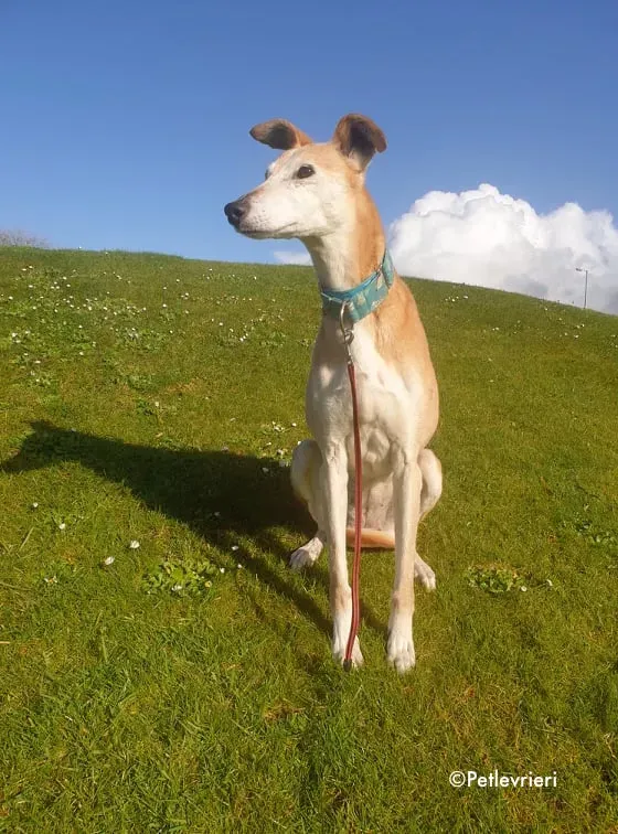 emma adozione levrieri greyhound 13