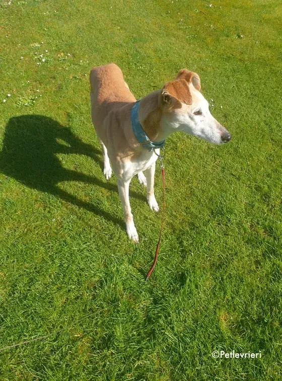 emma adozione levrieri greyhound 14