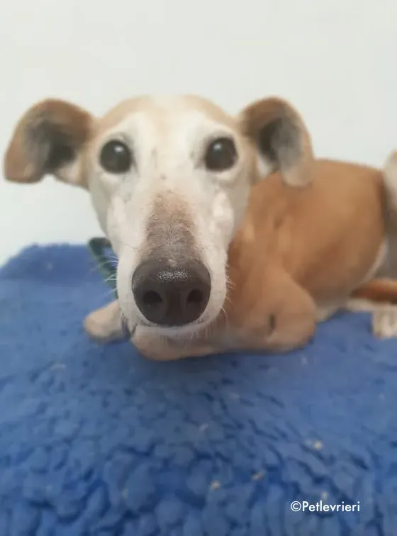 emma adozione levrieri greyhound 16