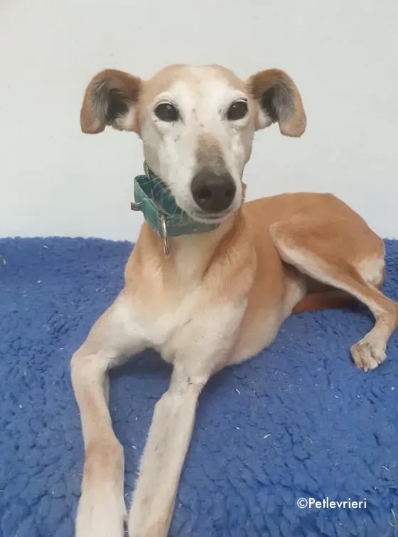 emma adozione levrieri greyhound 17