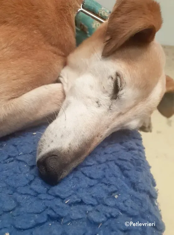 emma adozione levrieri greyhound 18