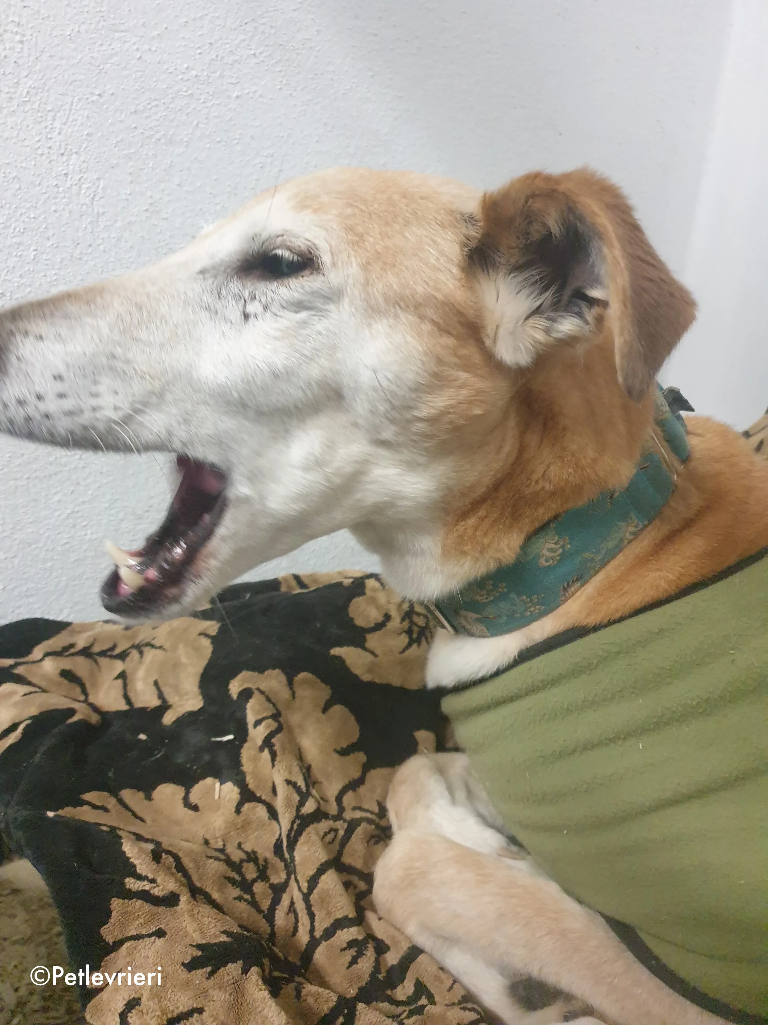 emma adozione levrieri greyhound 2 1