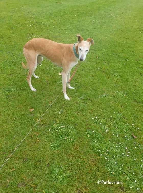 emma adozione levrieri greyhound 2