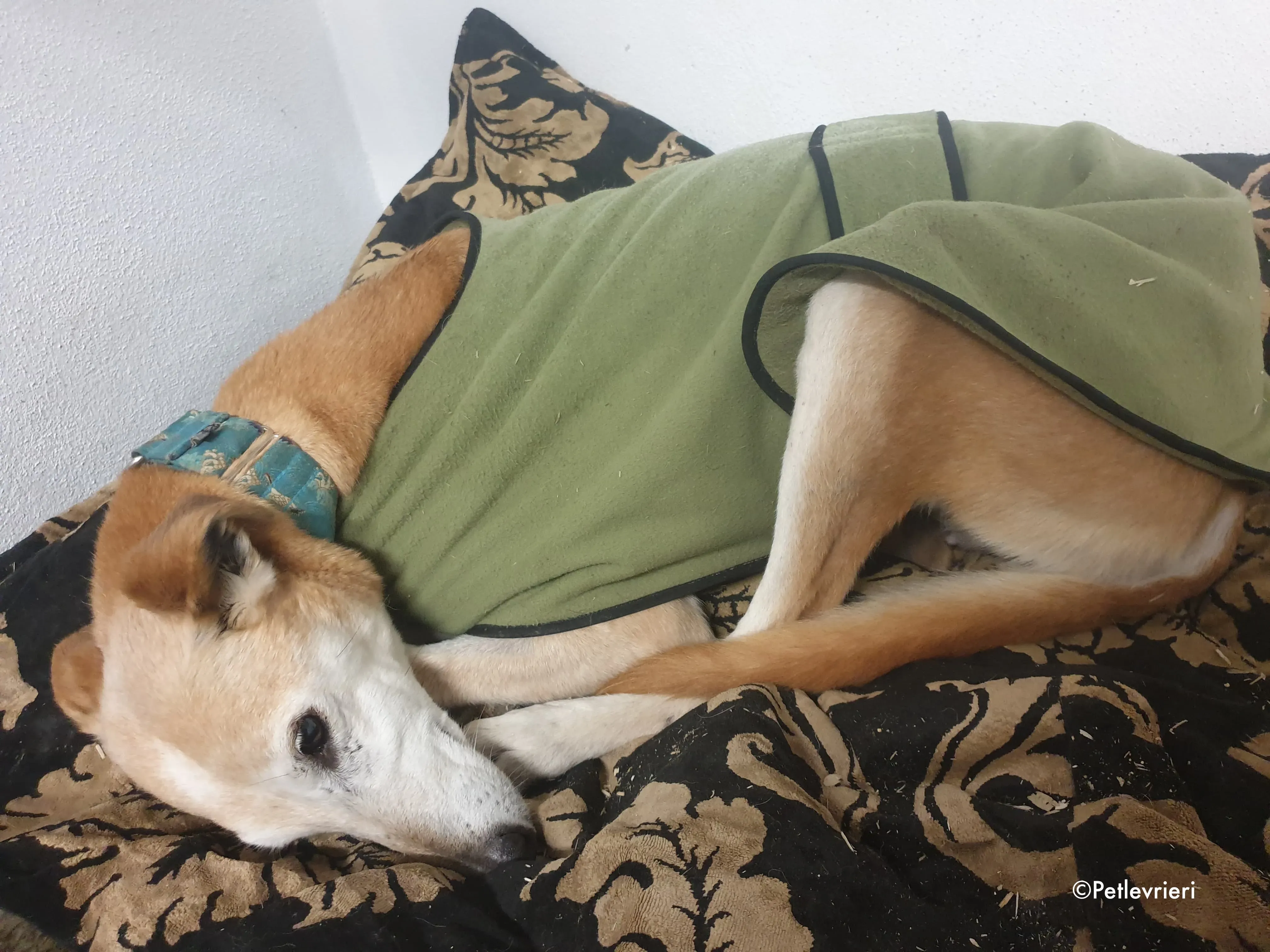 emma adozione levrieri greyhound 3 1