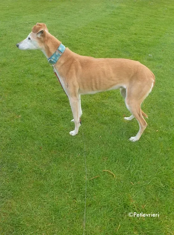 emma adozione levrieri greyhound 3