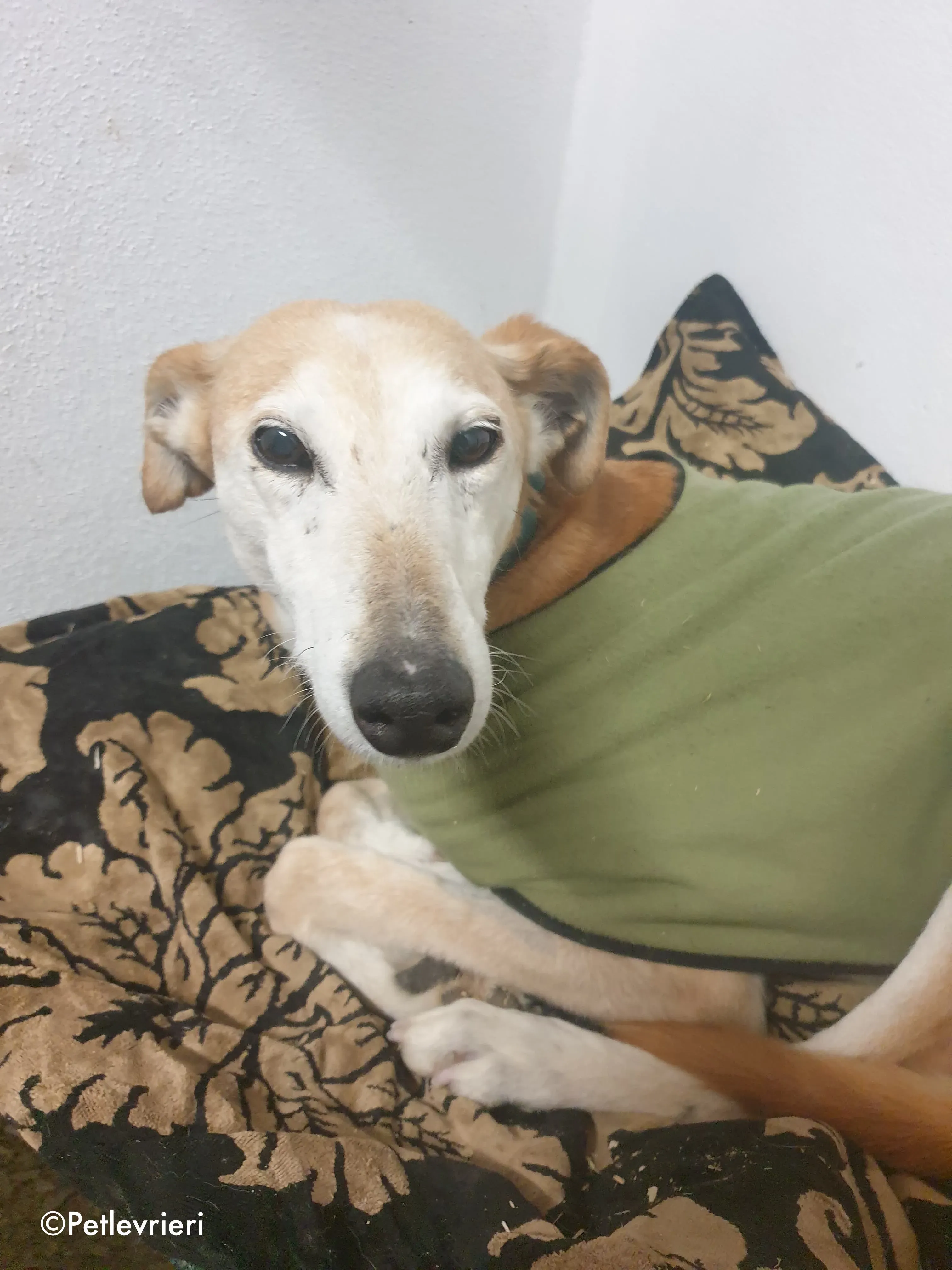 emma adozione levrieri greyhound 4 1