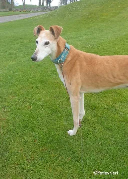 emma adozione levrieri greyhound 4