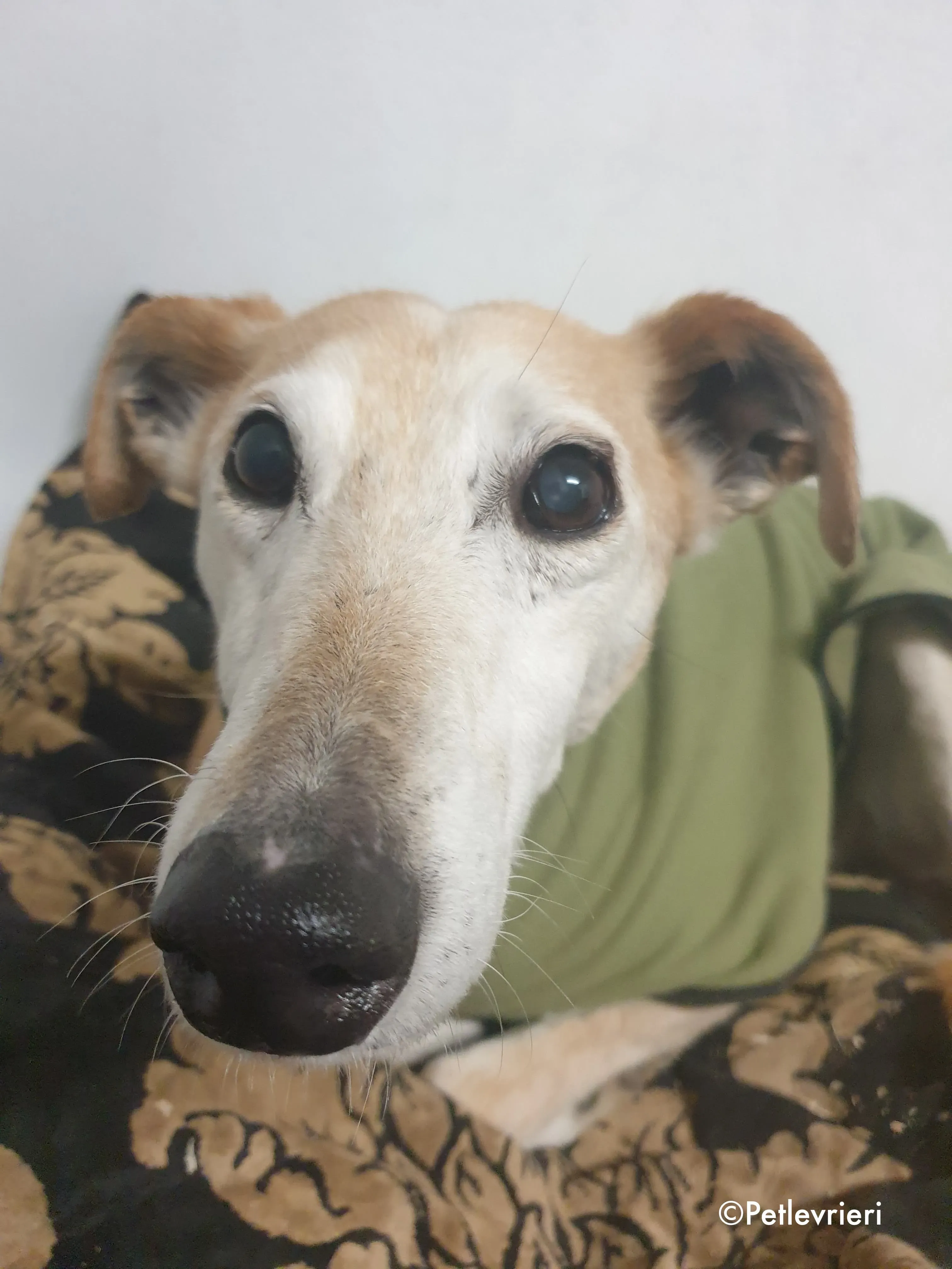 emma adozione levrieri greyhound 5 1