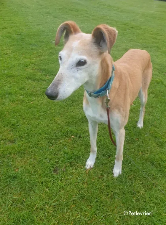 emma adozione levrieri greyhound 5