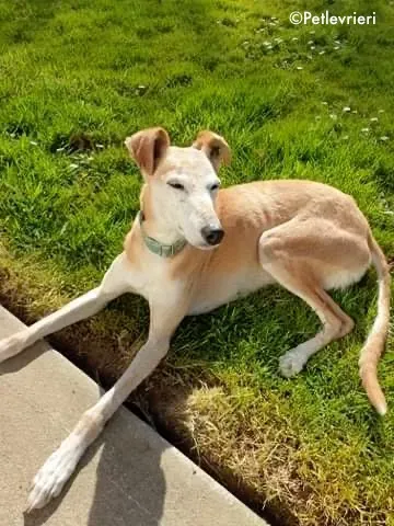 emma adozione levrieri greyhound 6 1