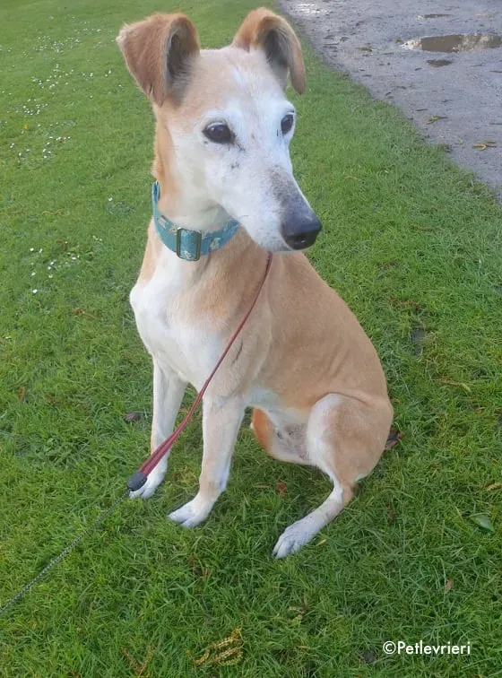 emma adozione levrieri greyhound 6