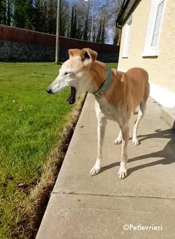 emma adozione levrieri greyhound 7 1