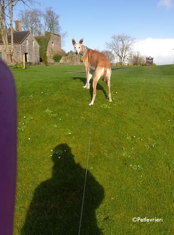 emma adozione levrieri greyhound 7