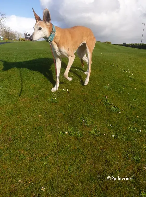 emma adozione levrieri greyhound 8