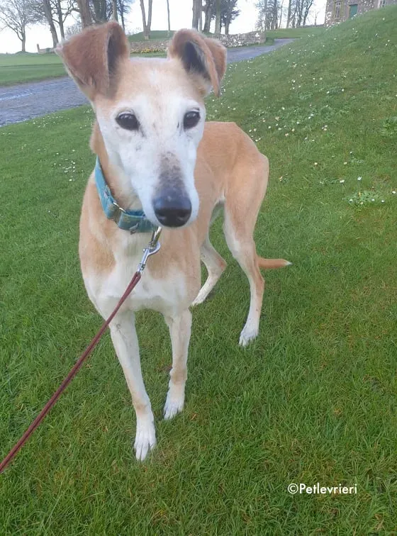 emma adozione levrieri greyhound 9