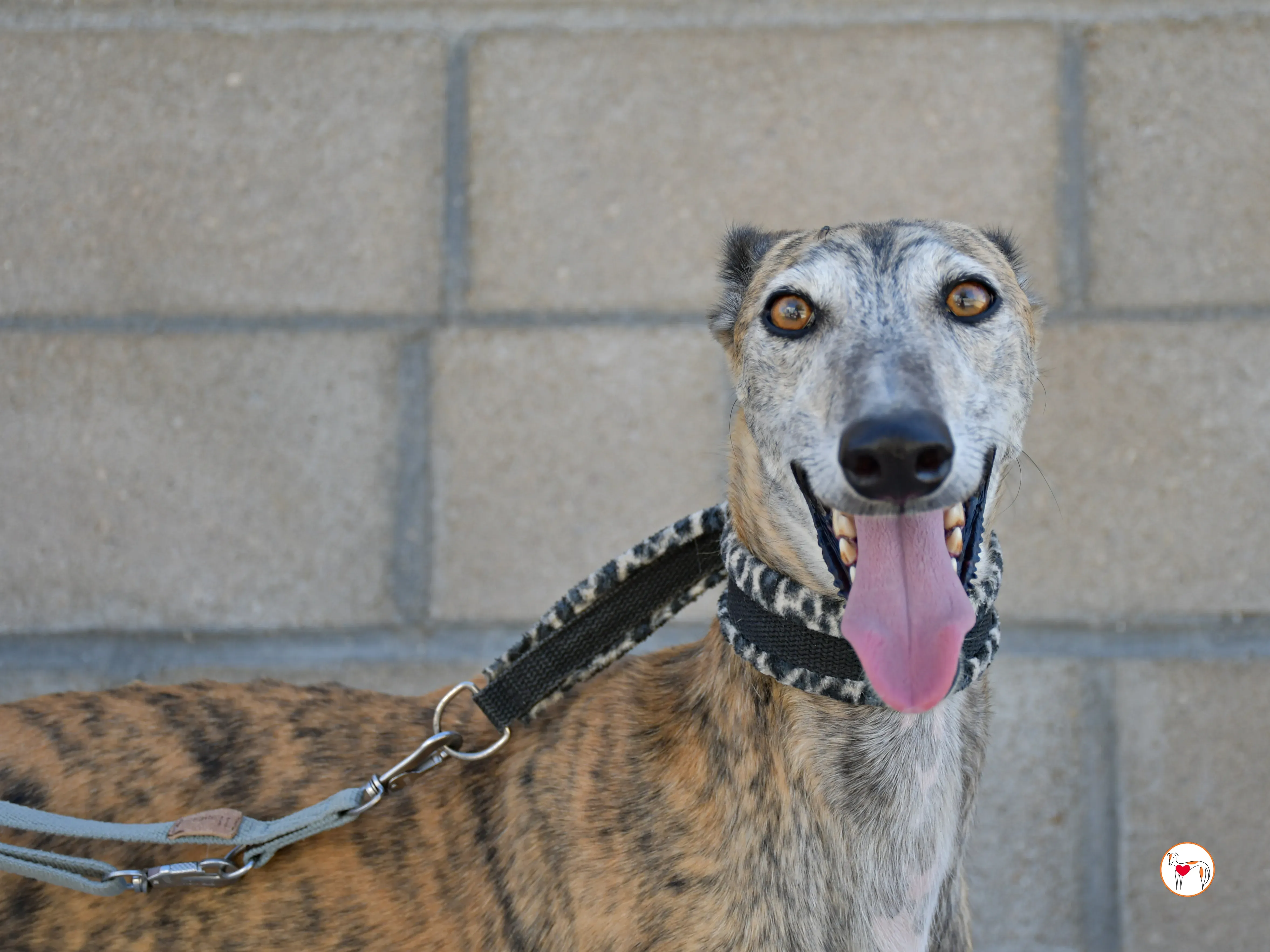 enrique galgo adozione 07