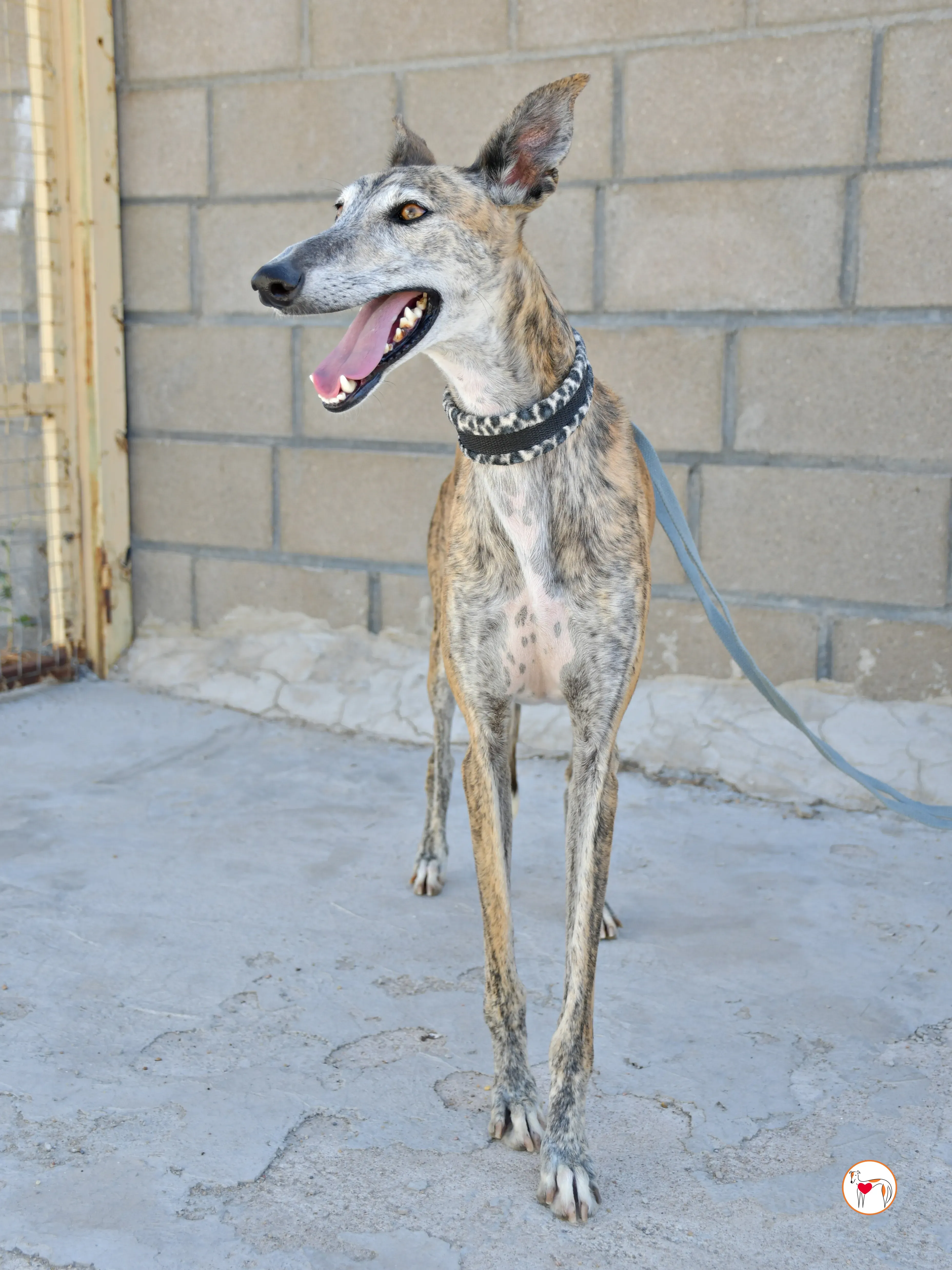 enrique galgo adozione 08