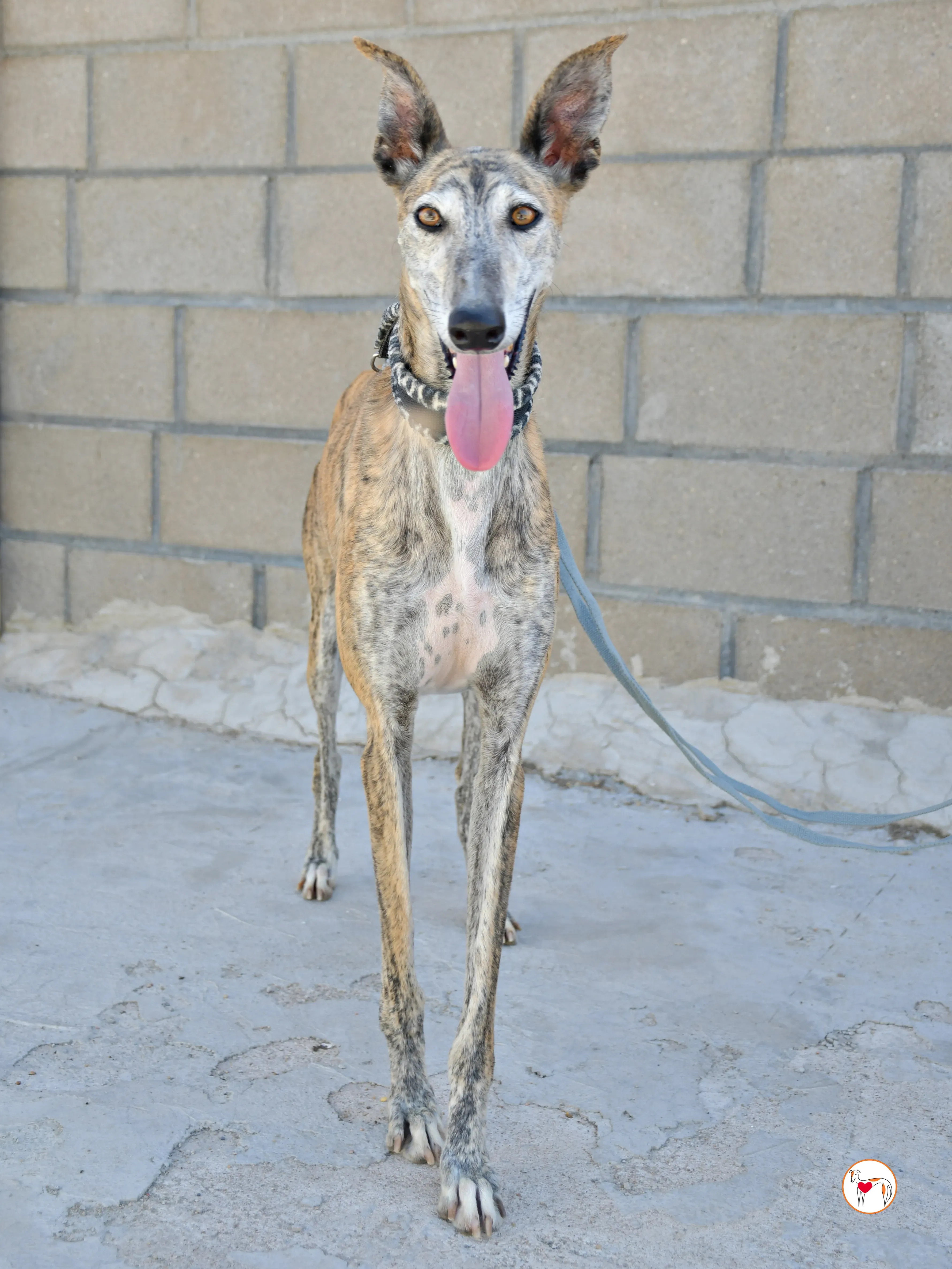 enrique galgo adozione 09