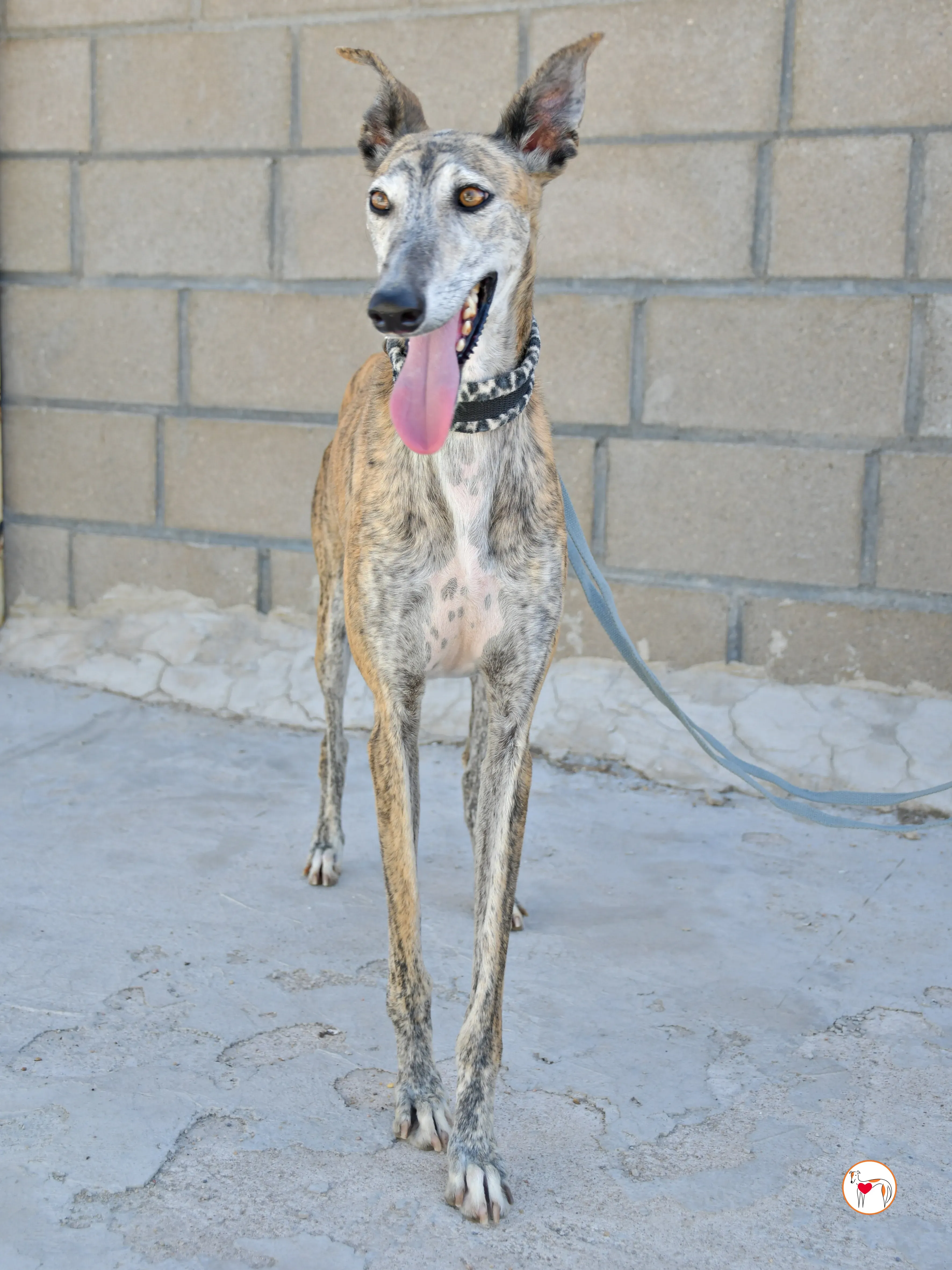 enrique galgo adozione 10