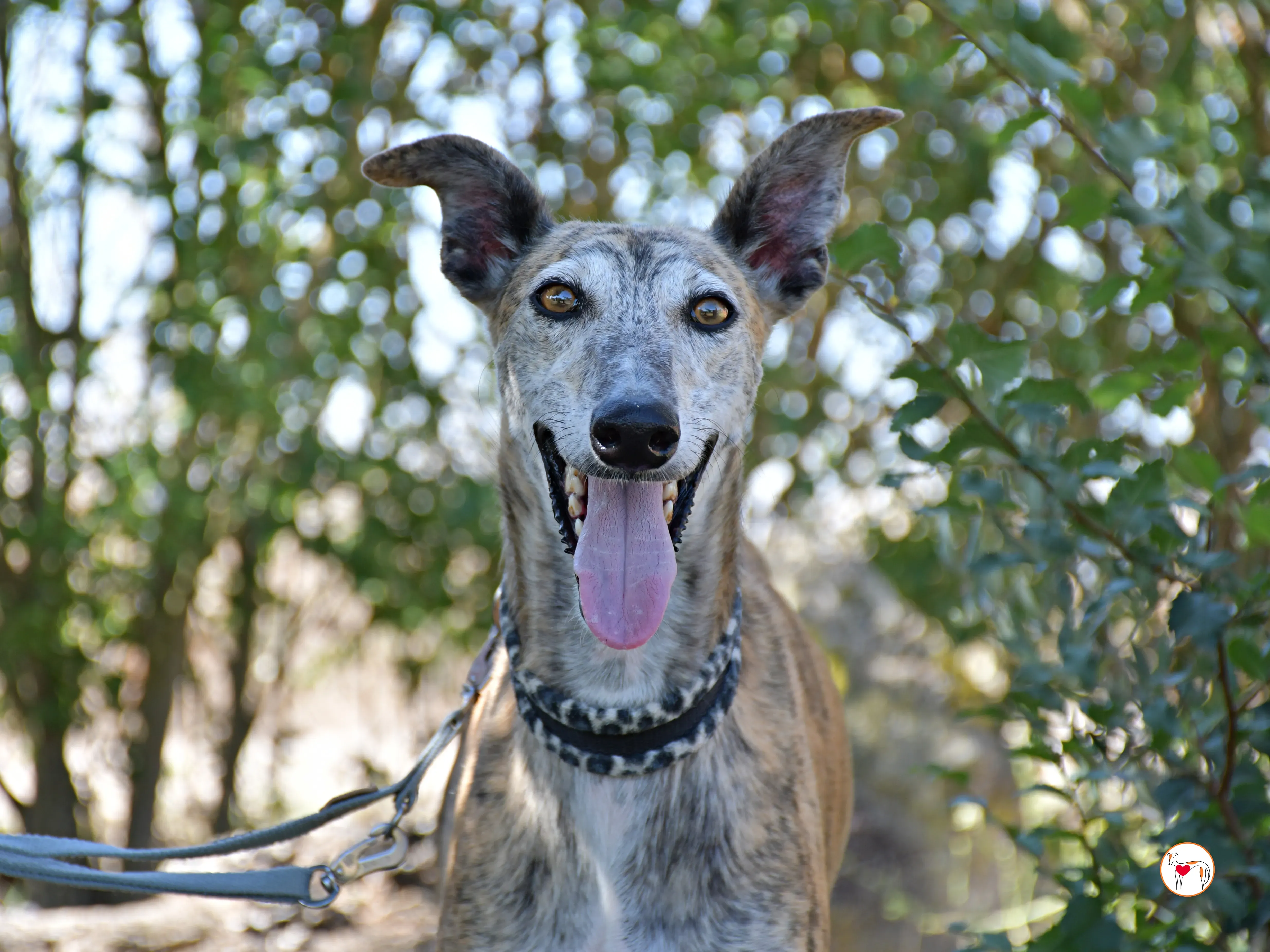 enrique galgo adozione 11