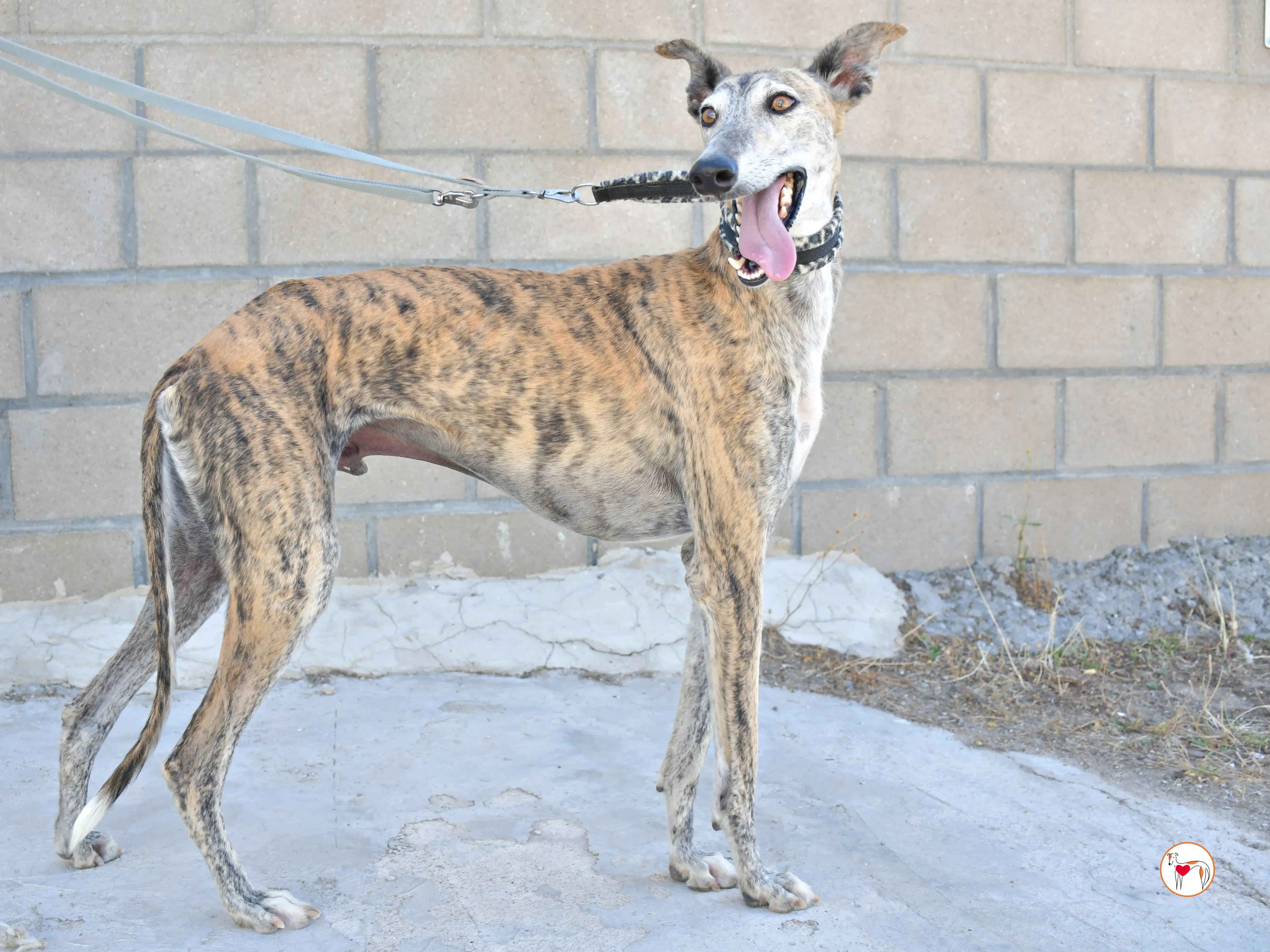 enrique galgo adozione 12