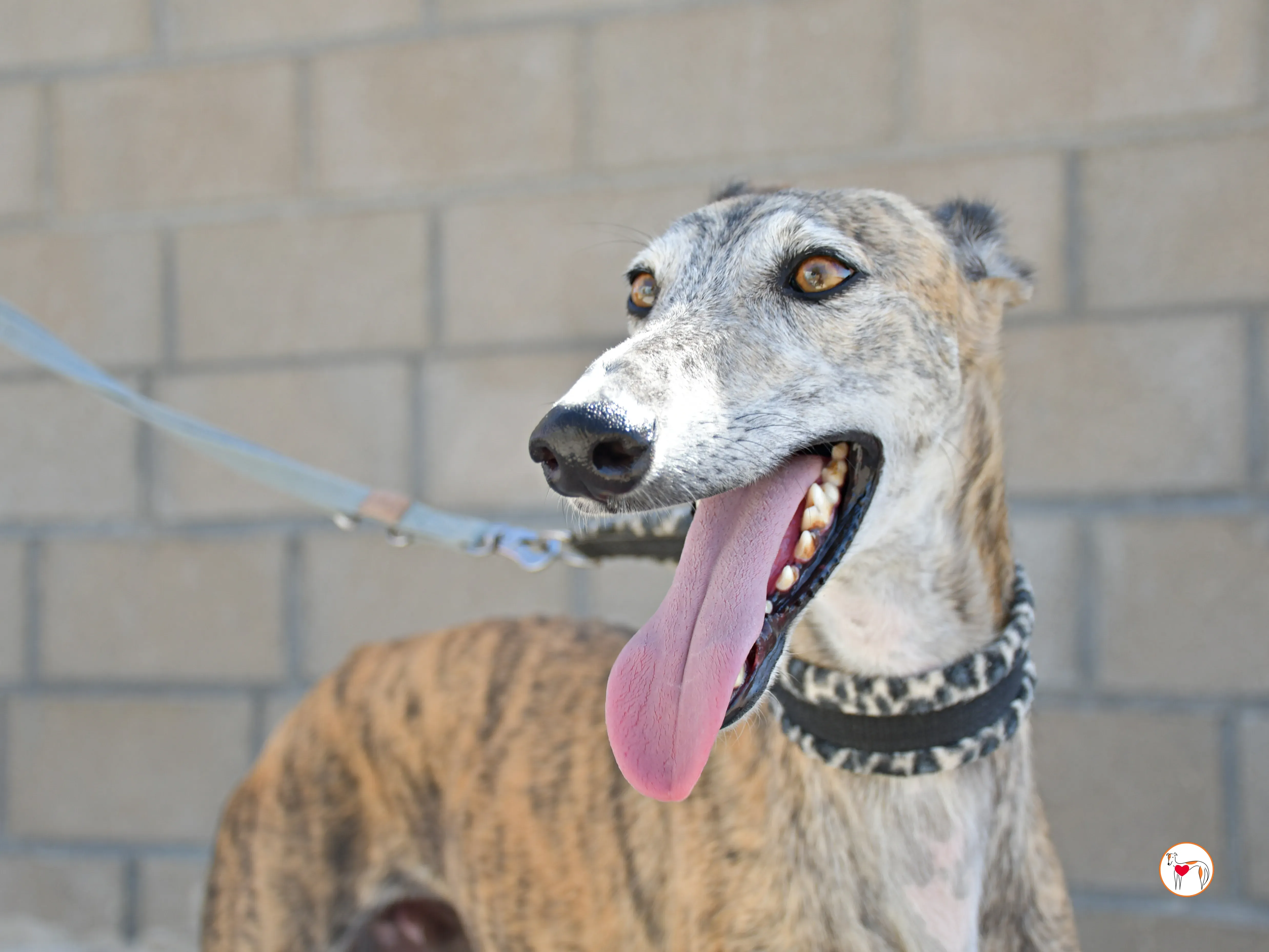 enrique galgo adozione 13