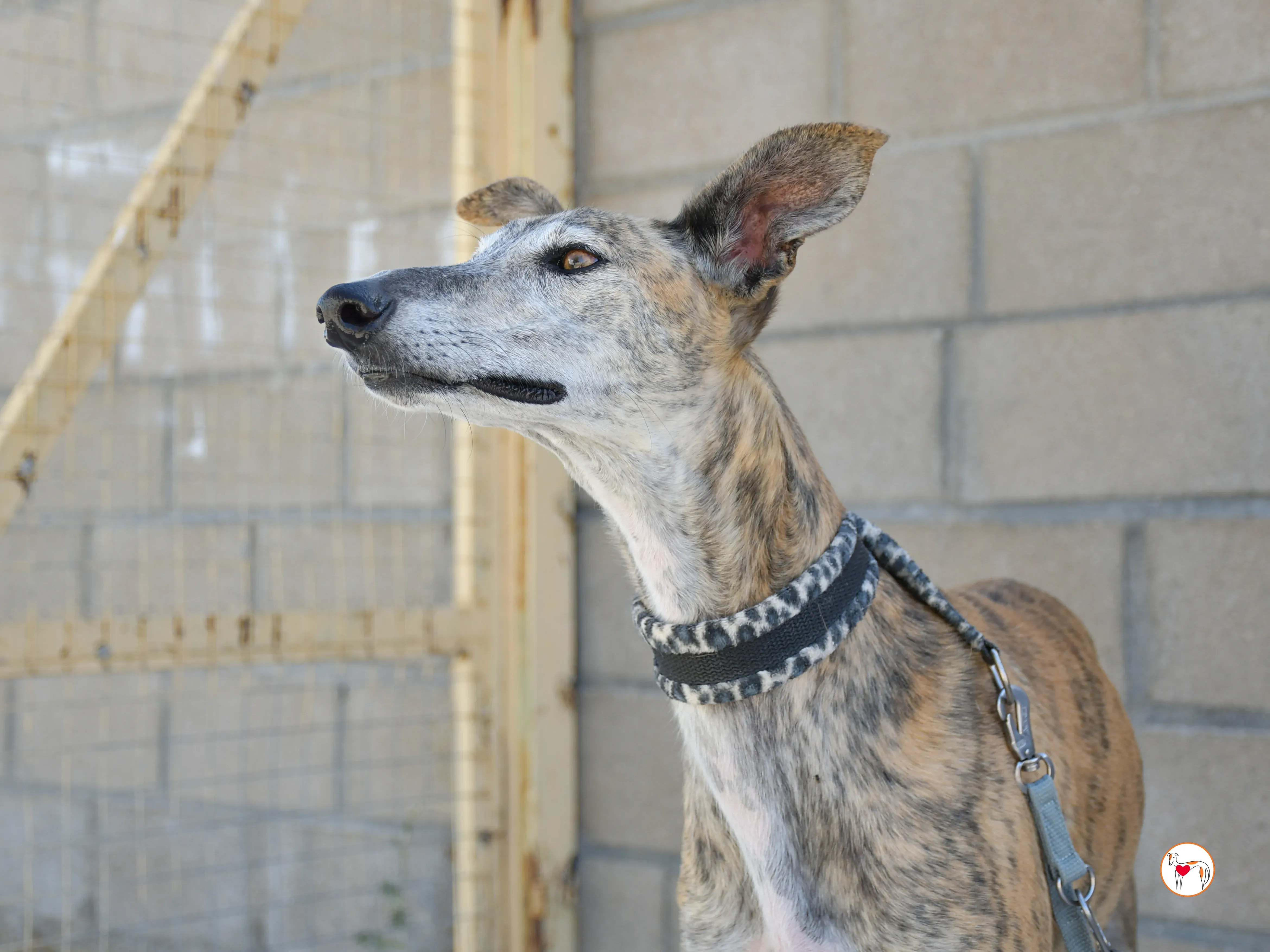 enrique galgo adozione 14