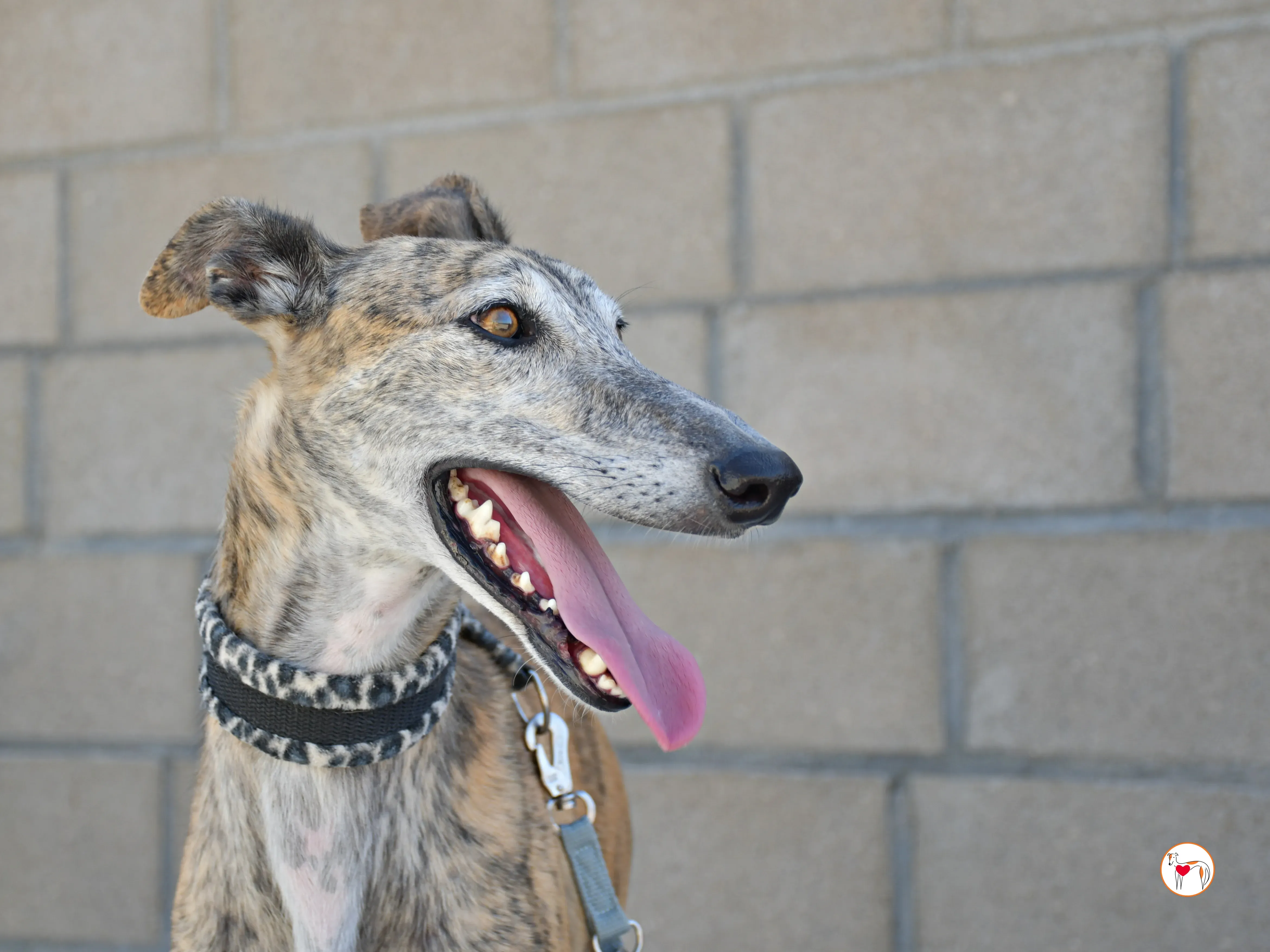 enrique galgo adozione 15