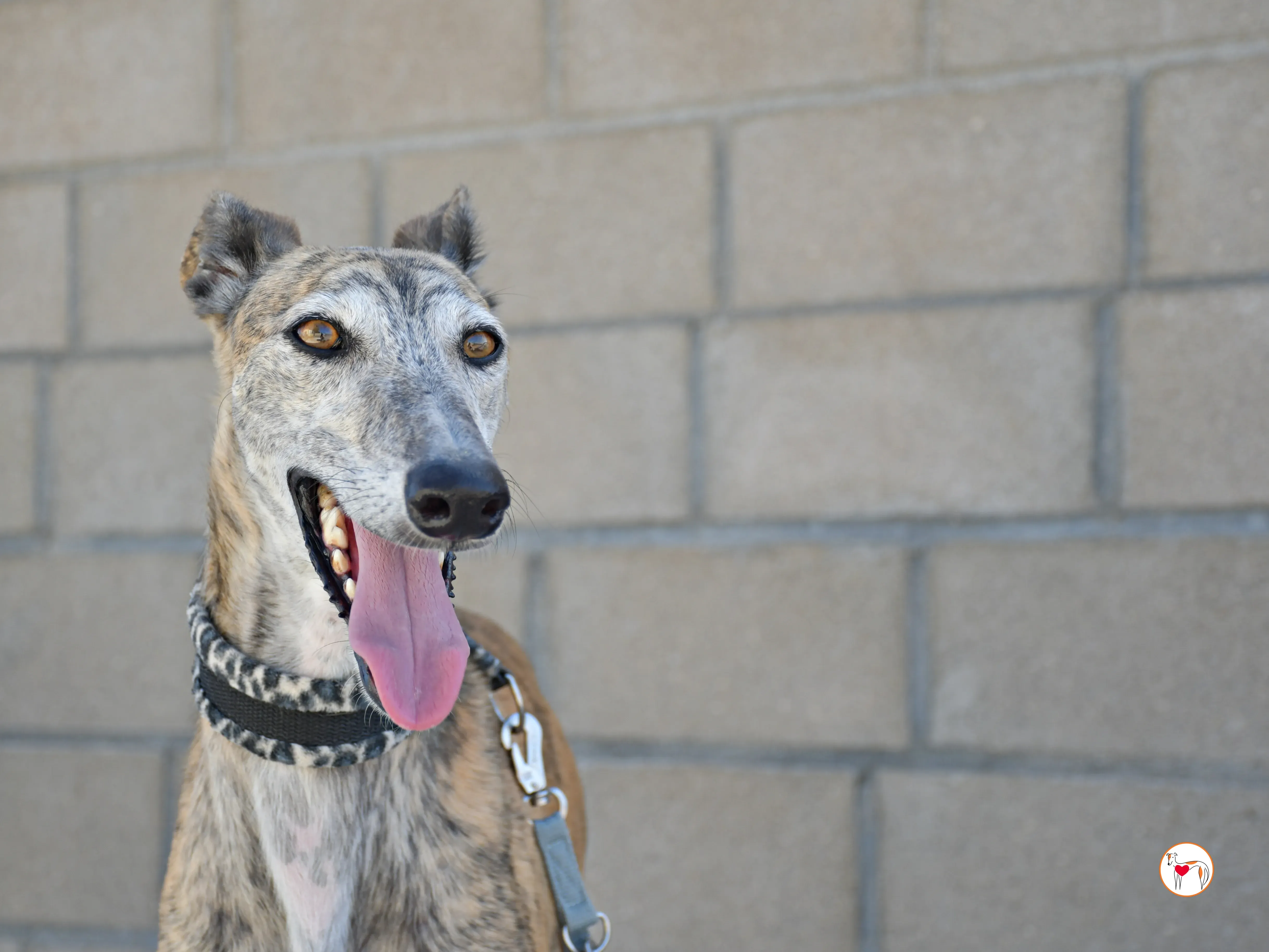 enrique galgo adozione 16