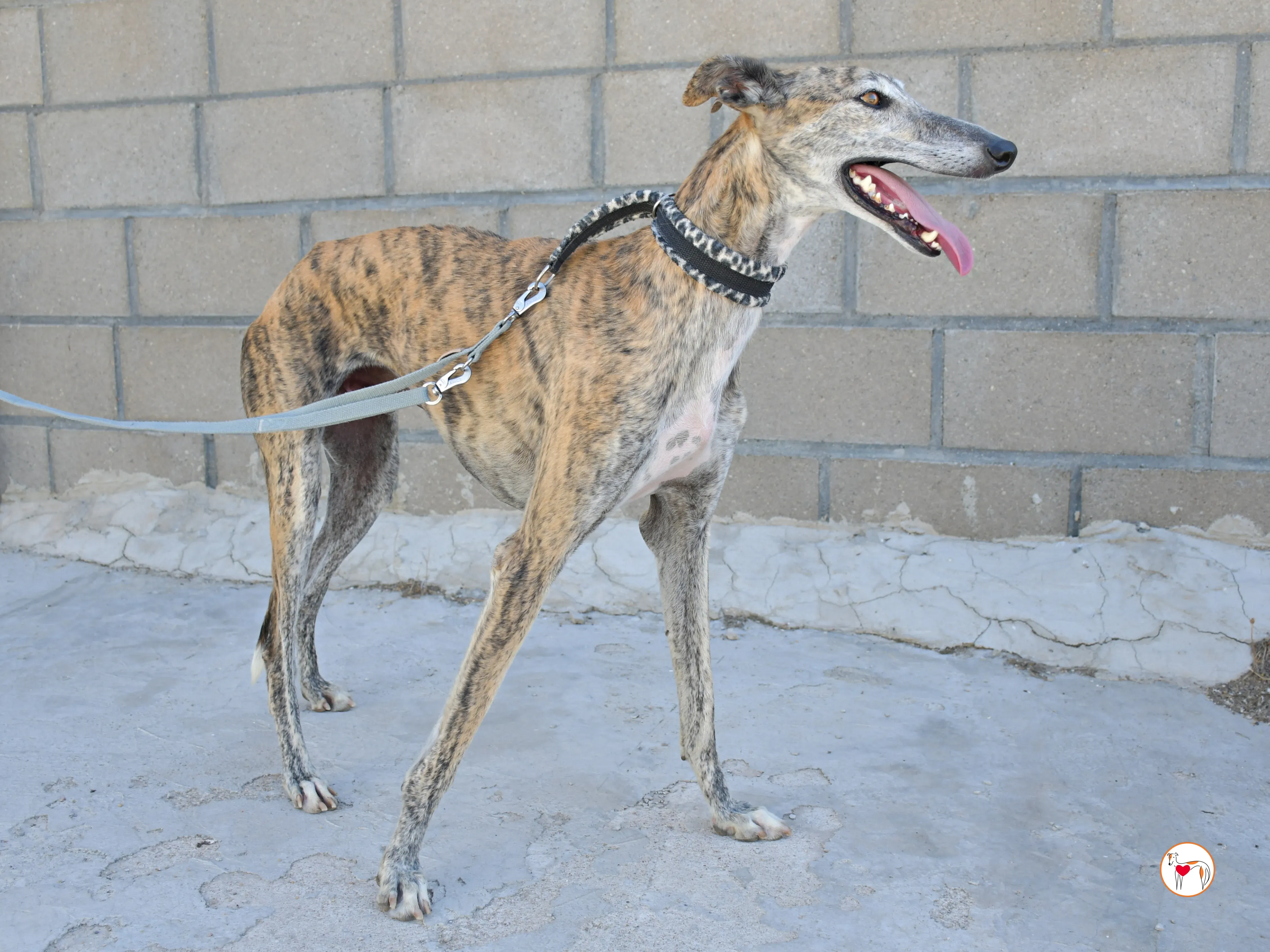 enrique galgo adozione 17