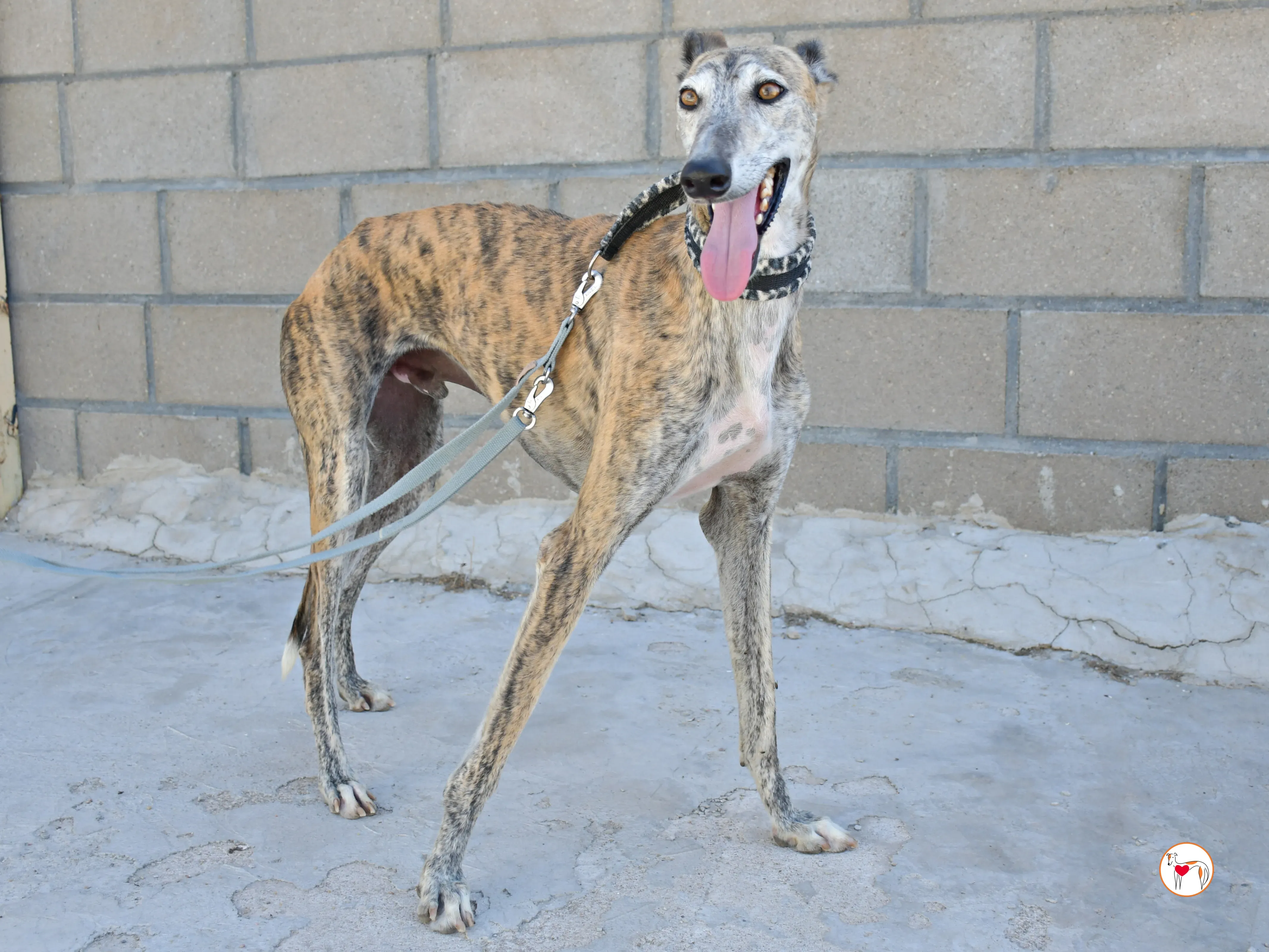 enrique galgo adozione 18