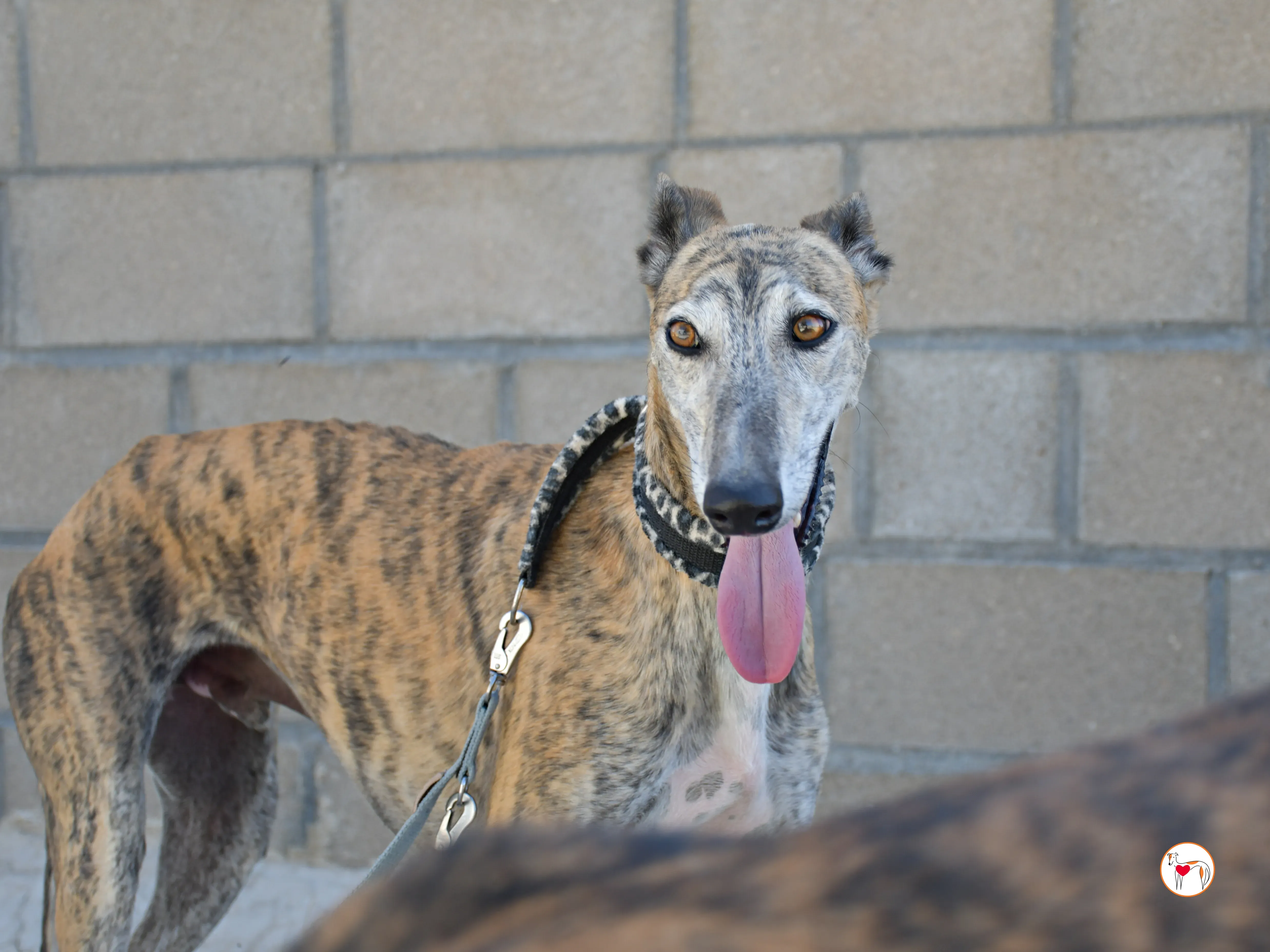 enrique galgo adozione 19