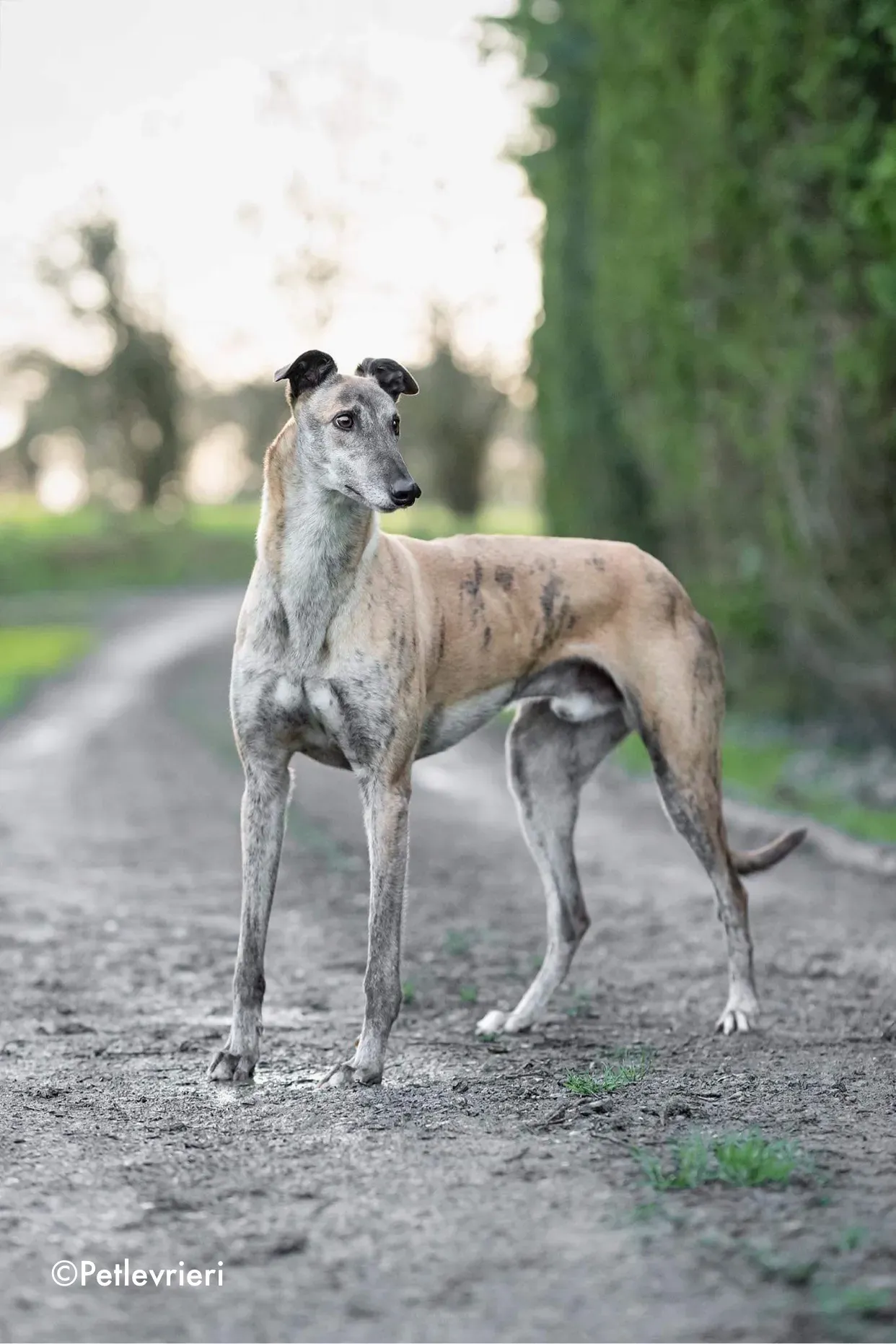 enzo adozione levrieri greyhound 1 1