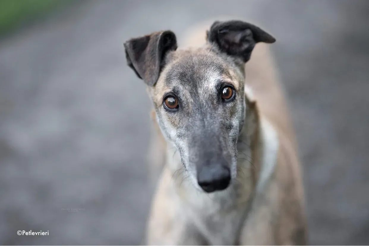enzo adozione levrieri greyhound 2 1