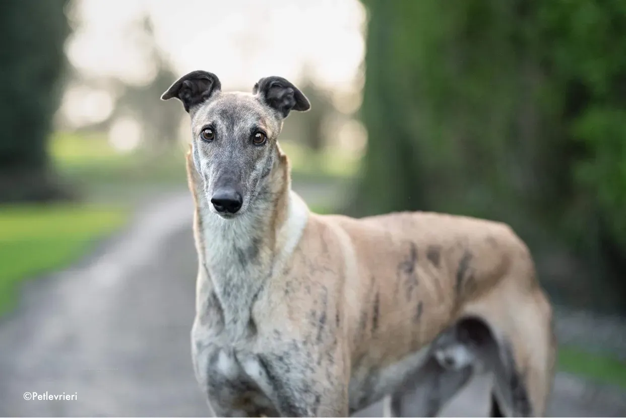 enzo adozione levrieri greyhound 3 1