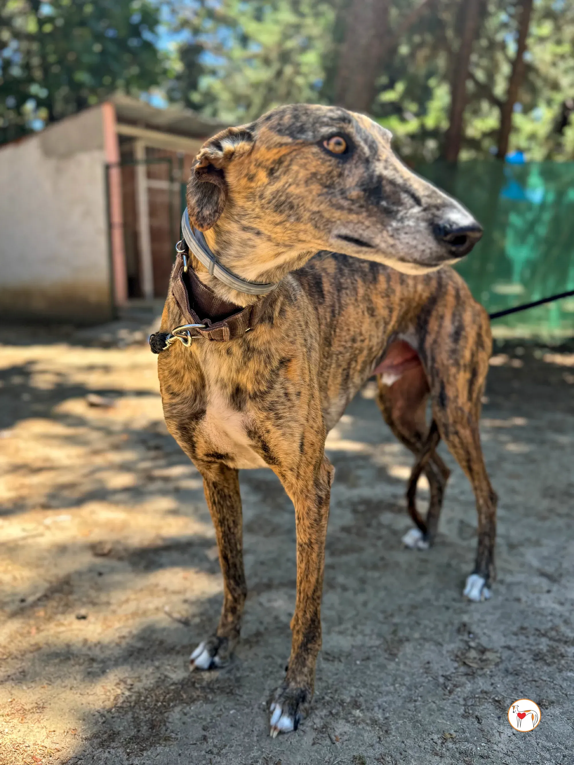 enzo galgo adozione 01