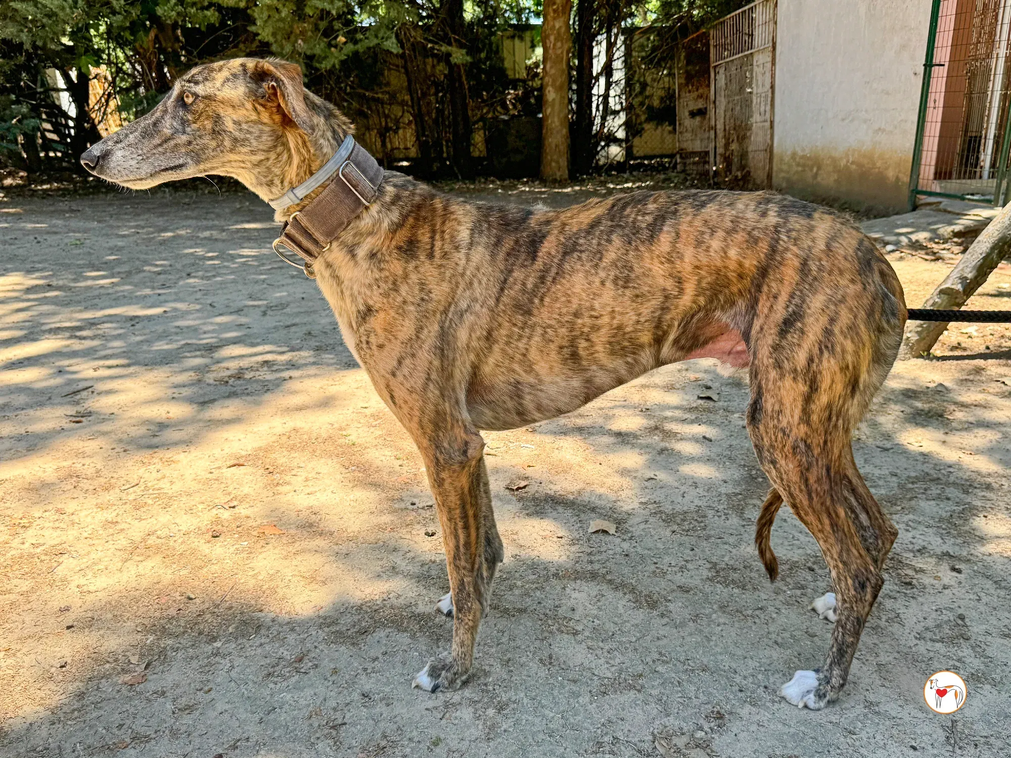 enzo galgo adozione 02
