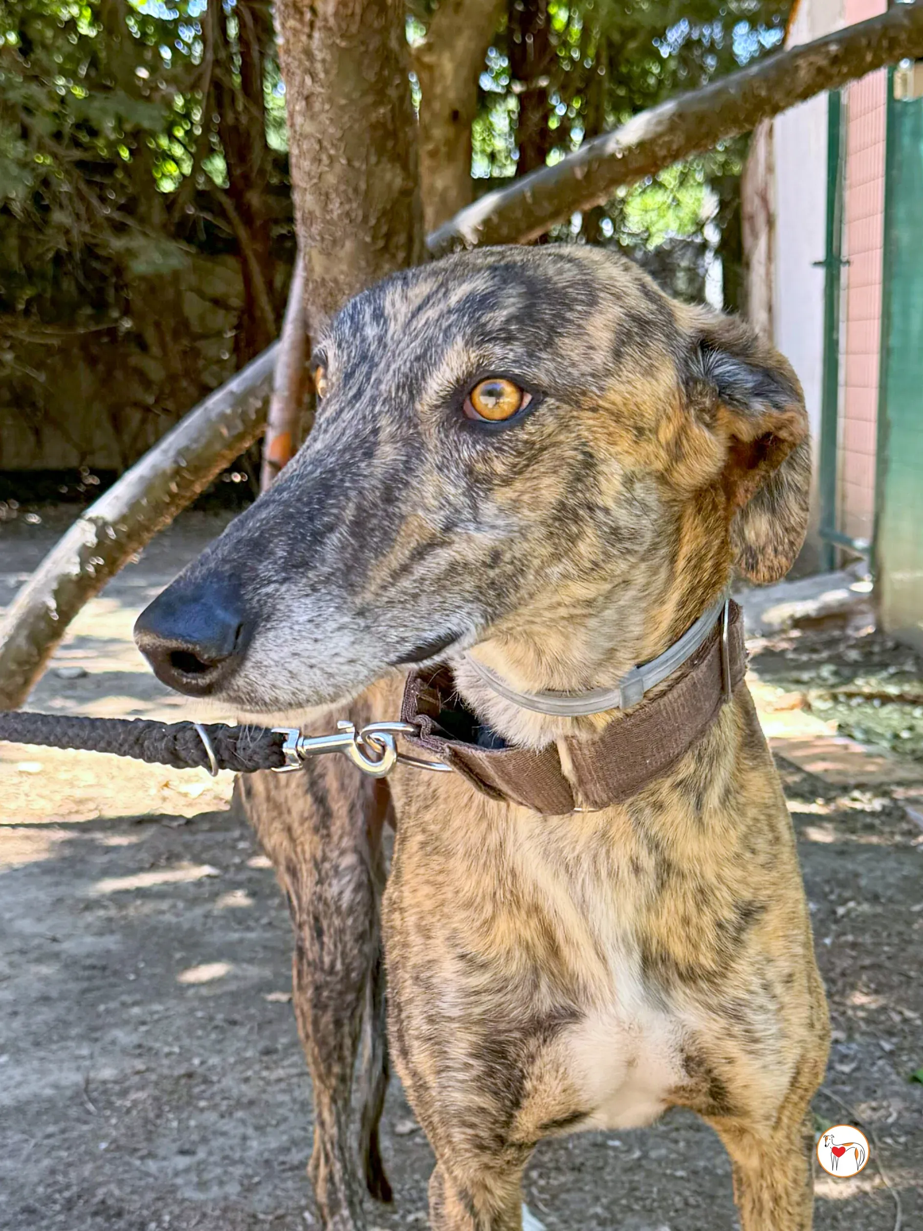 enzo galgo adozione 03