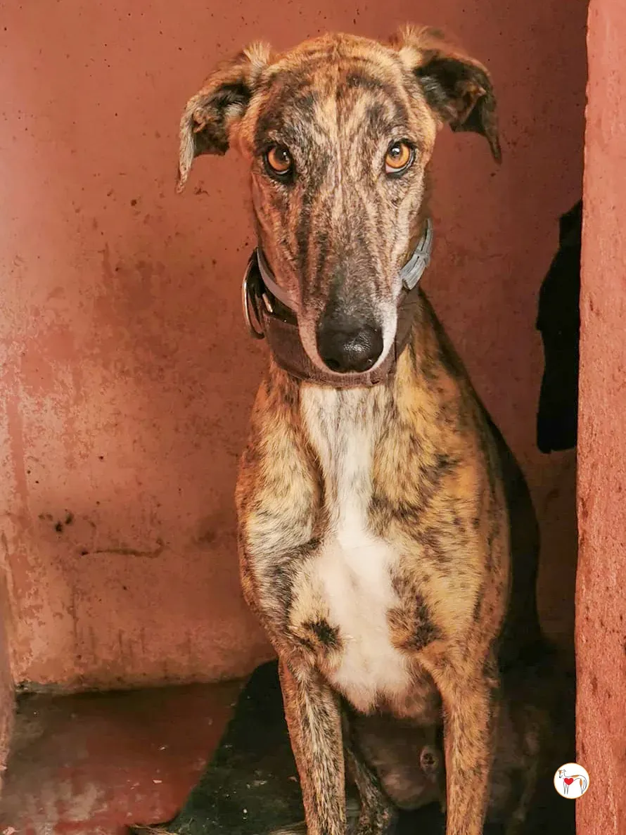 enzo galgo adozione 04