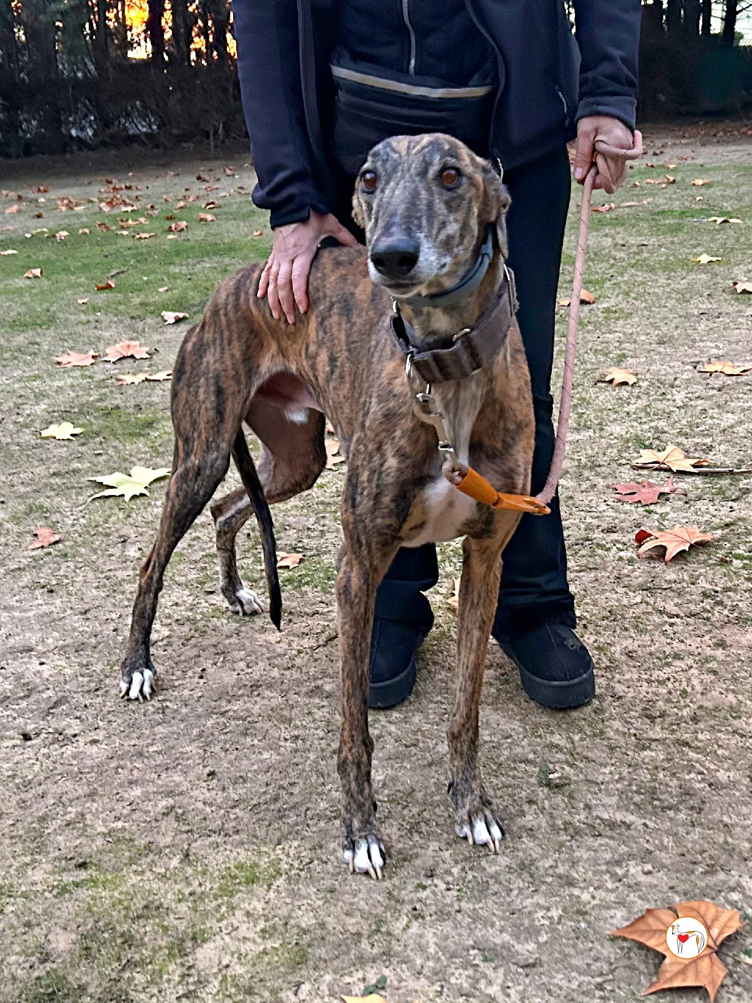 enzo galgo adozione 05