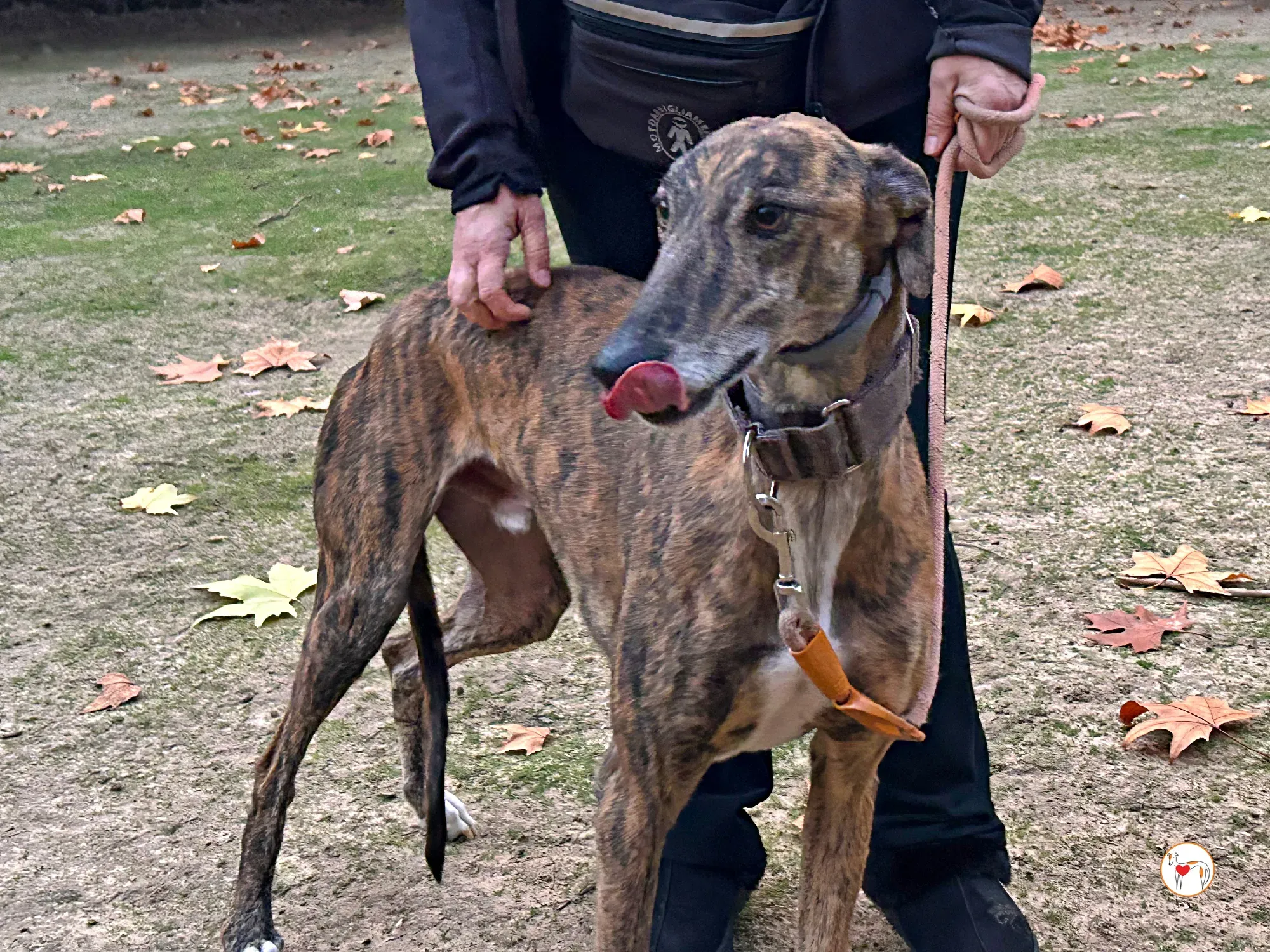 enzo galgo adozione 06