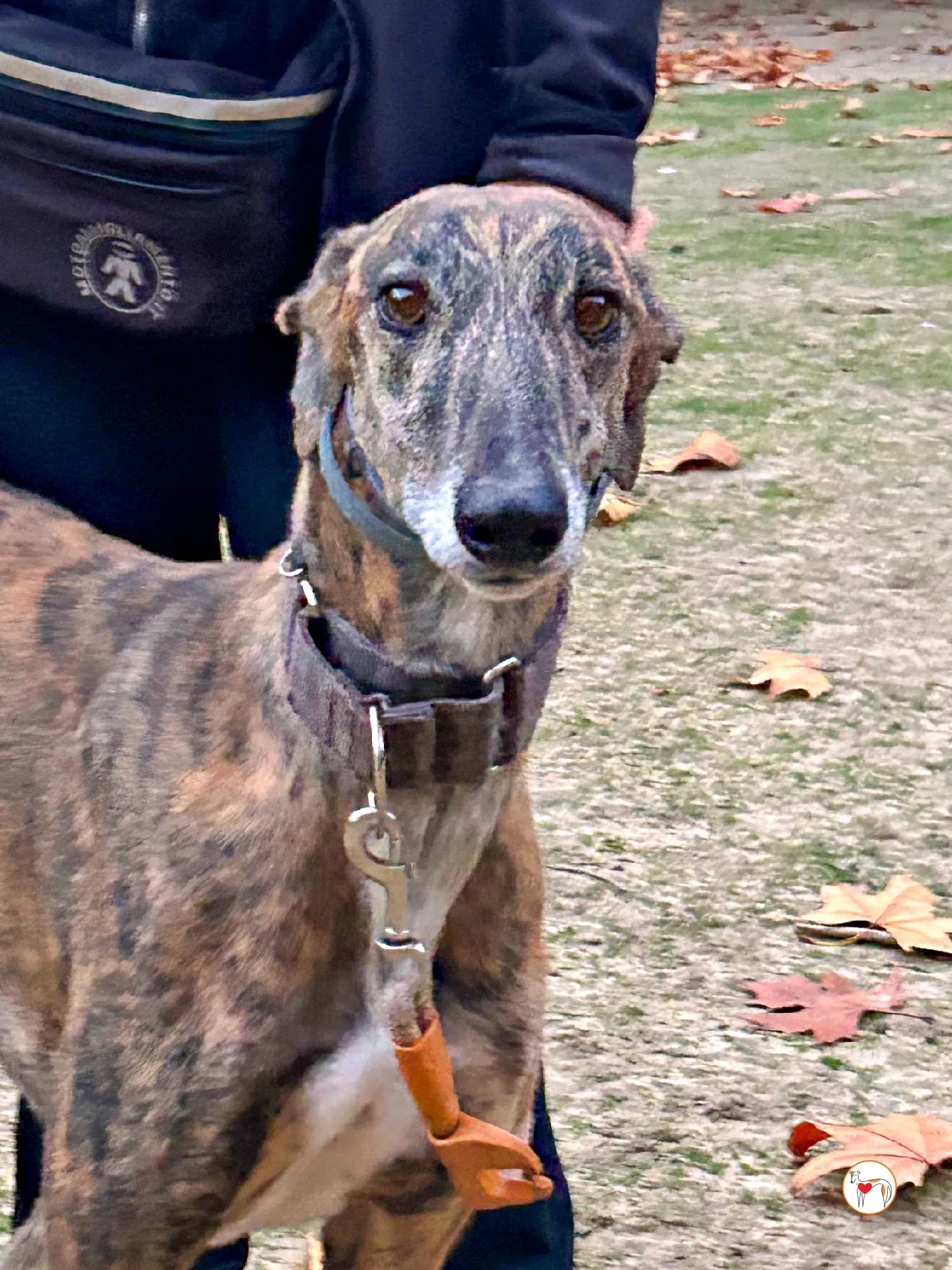 enzo galgo adozione 07