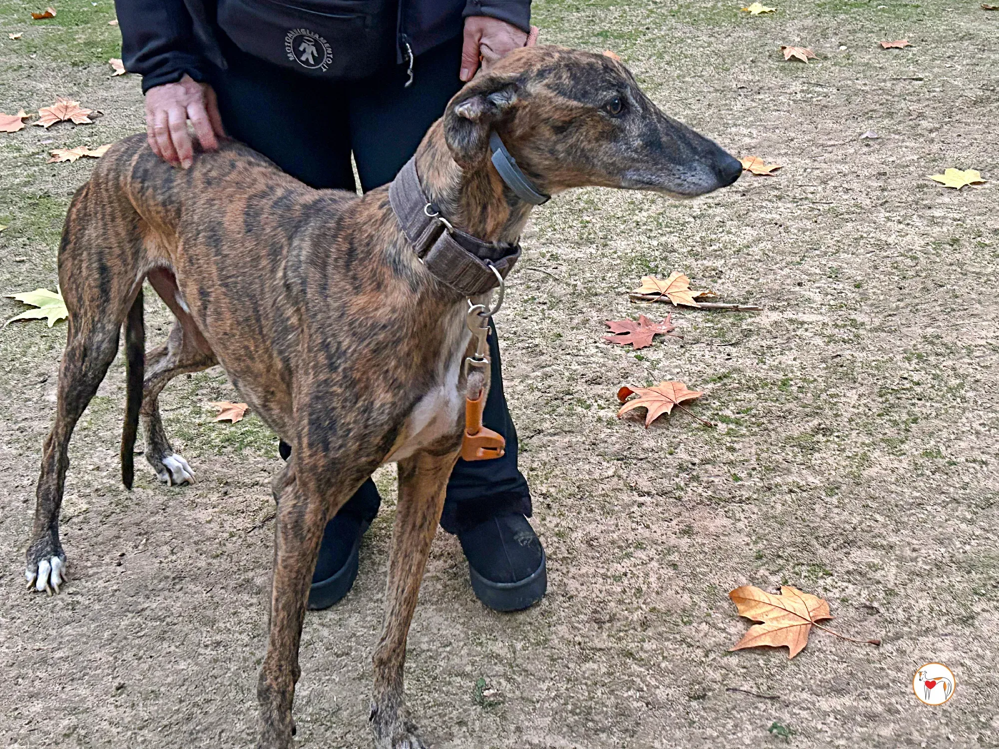 enzo galgo adozione 08