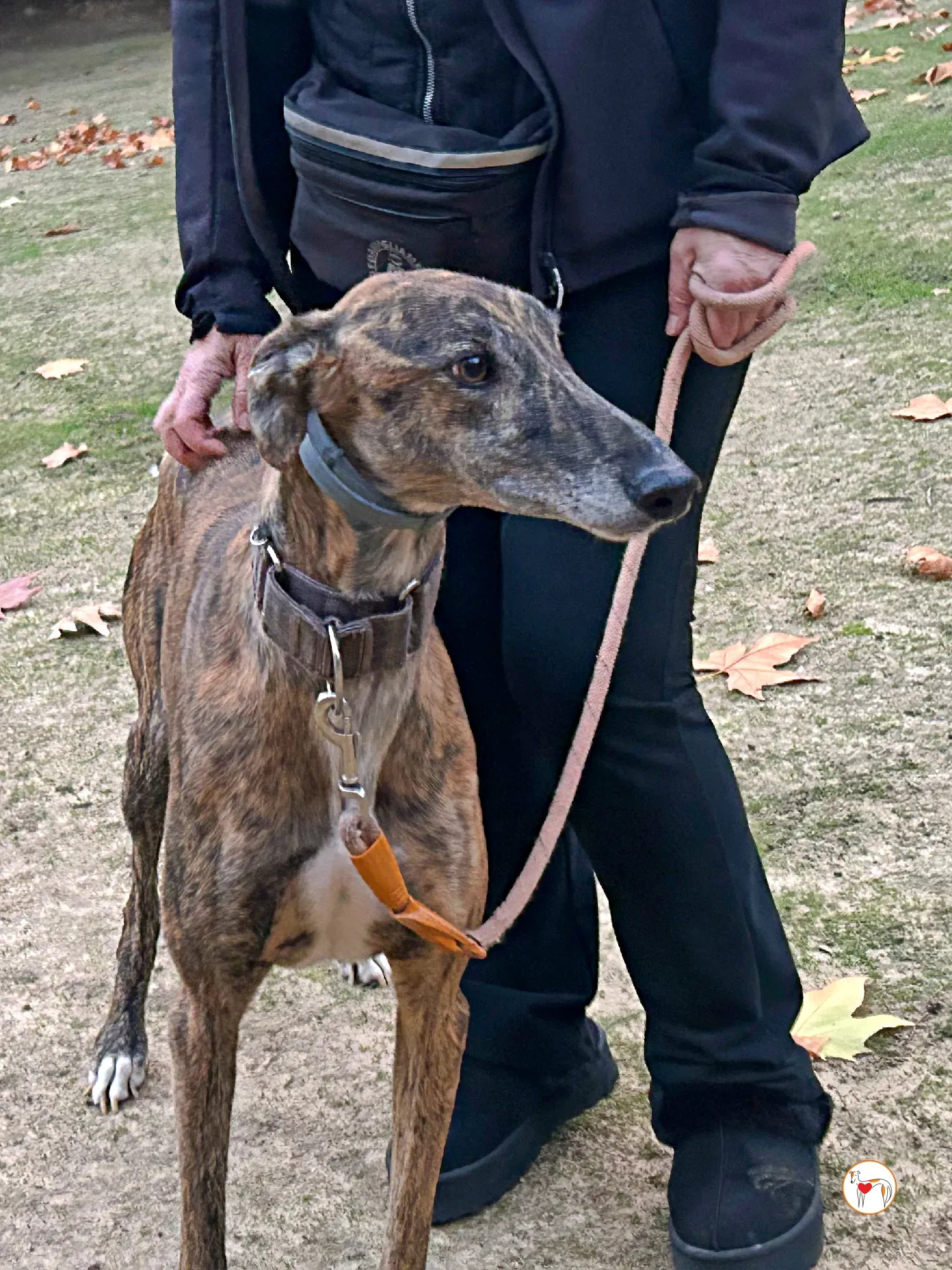 enzo galgo adozione 09