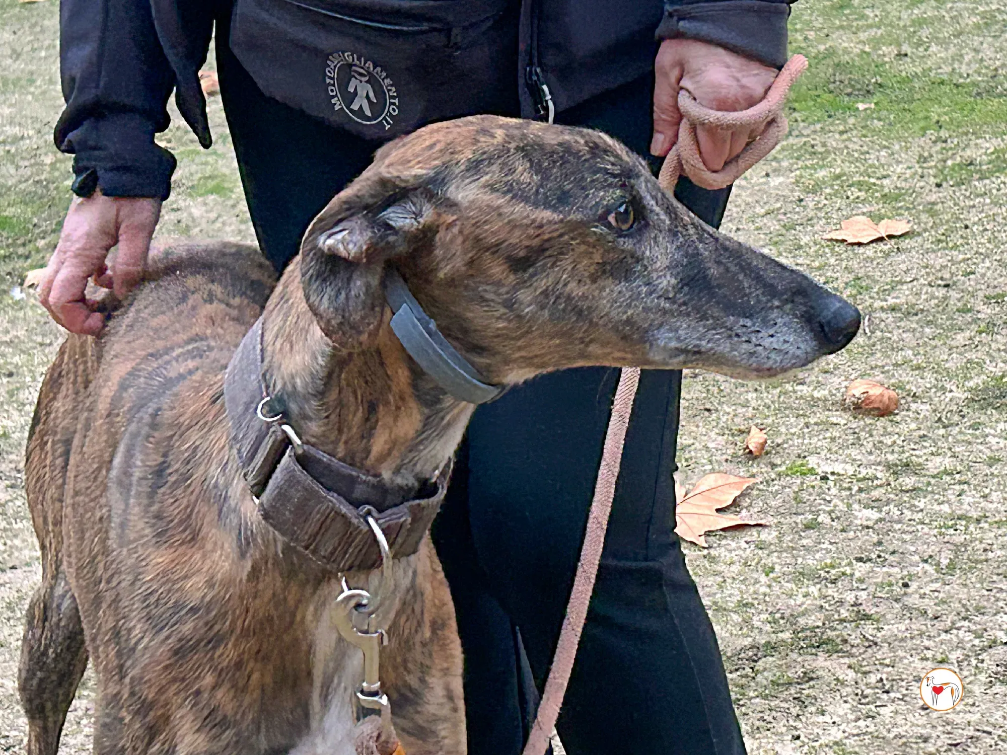 enzo galgo adozione 10