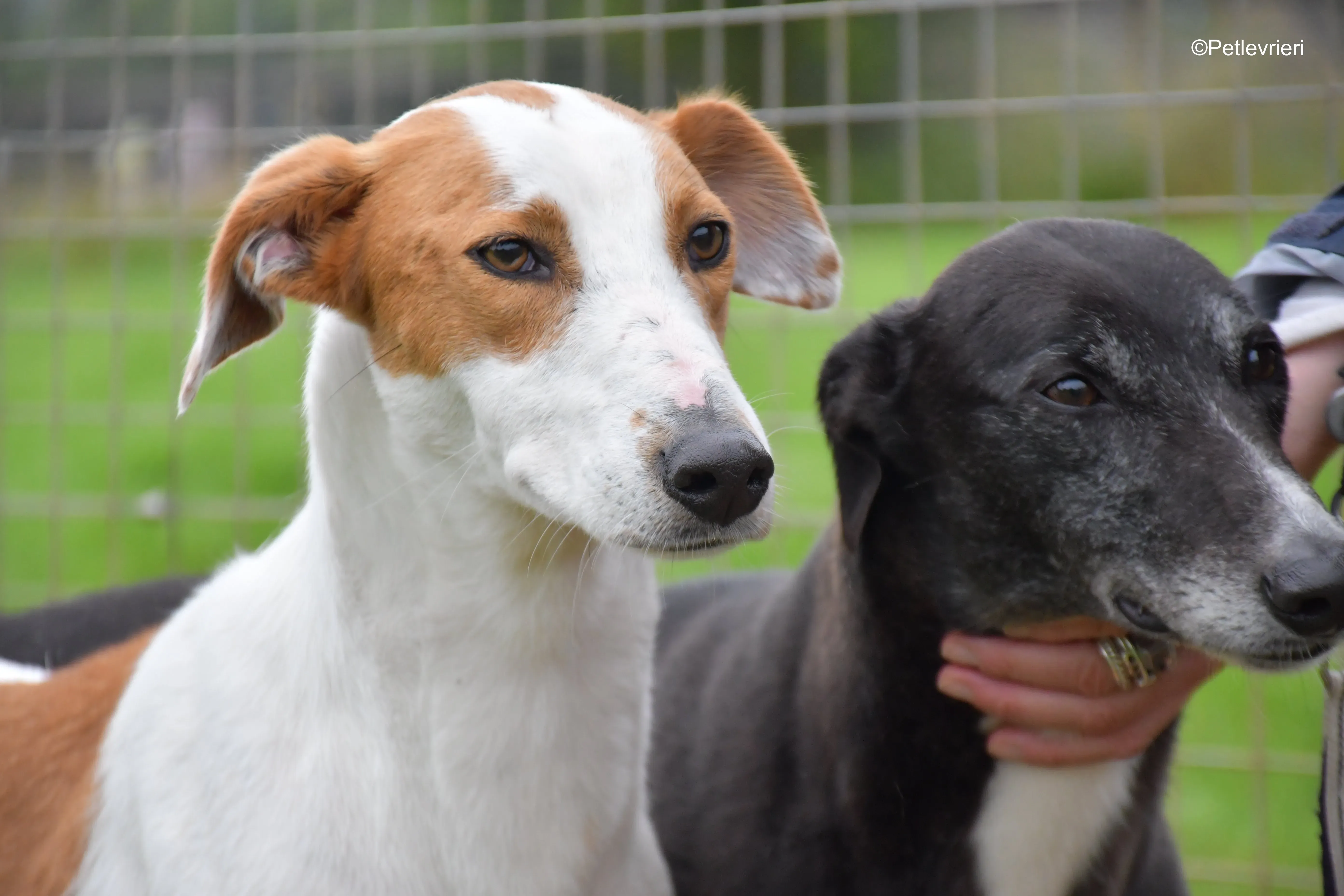 eric adozione levrieri greyhound 1