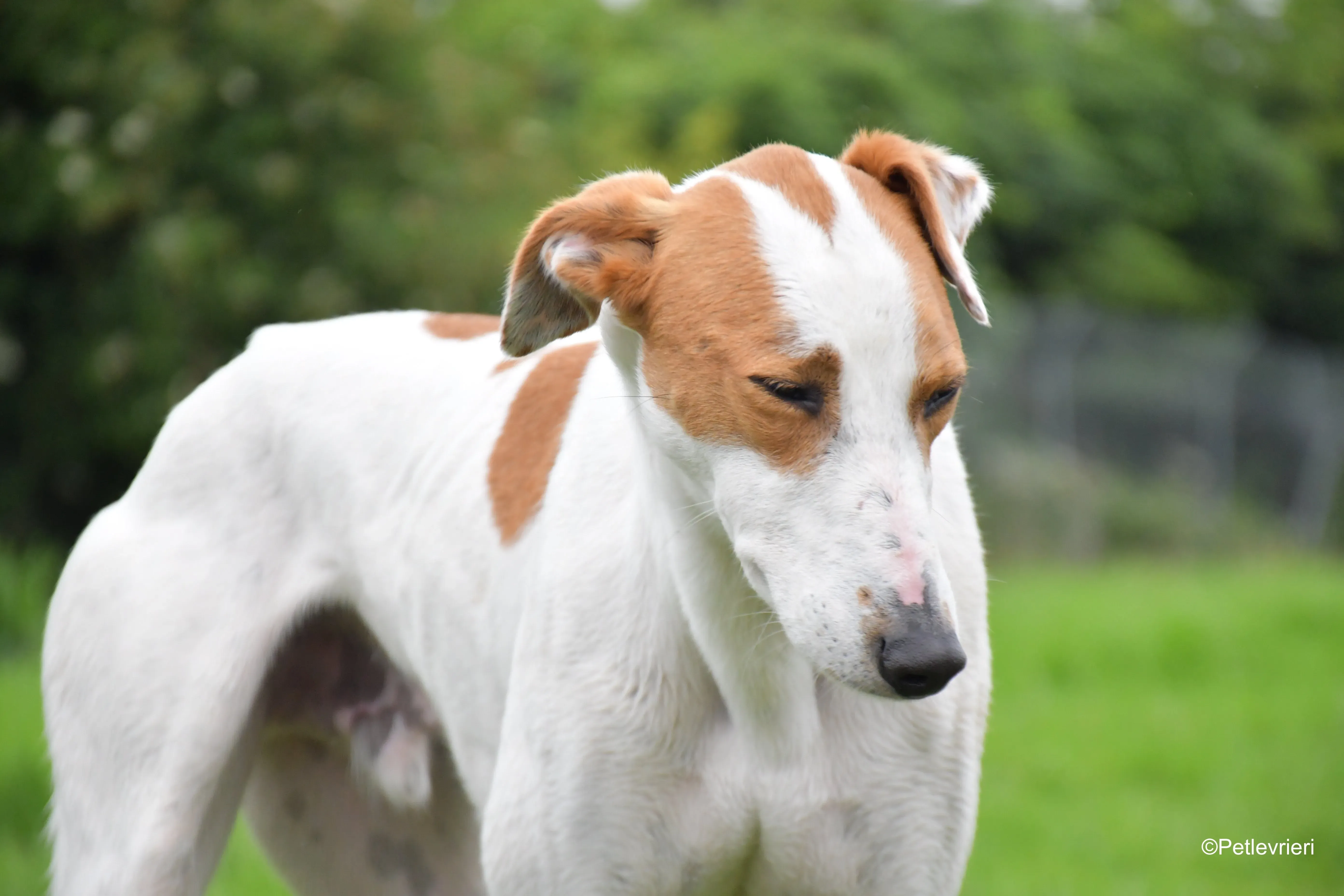 eric adozione levrieri greyhound 10