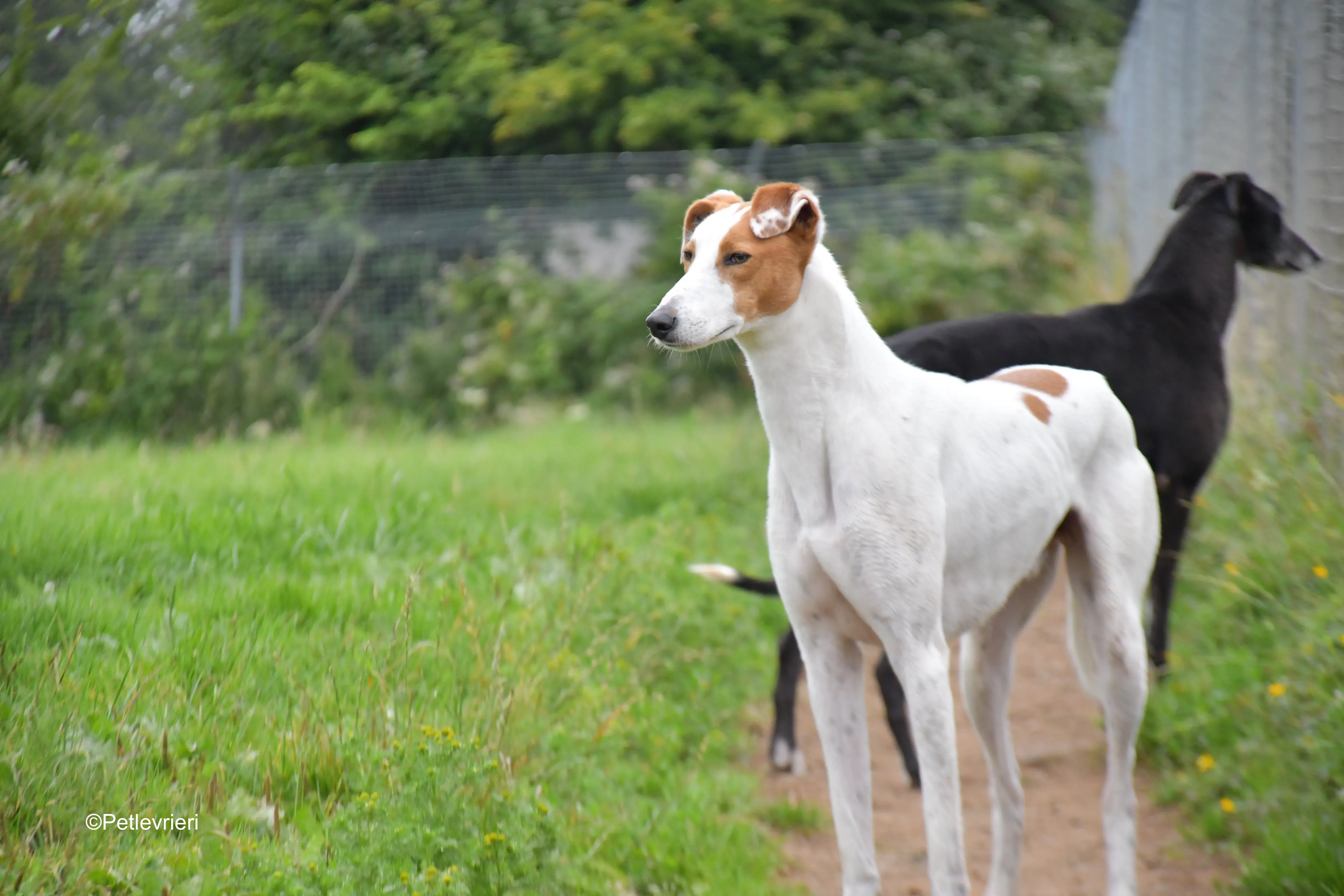 eric adozione levrieri greyhound 11